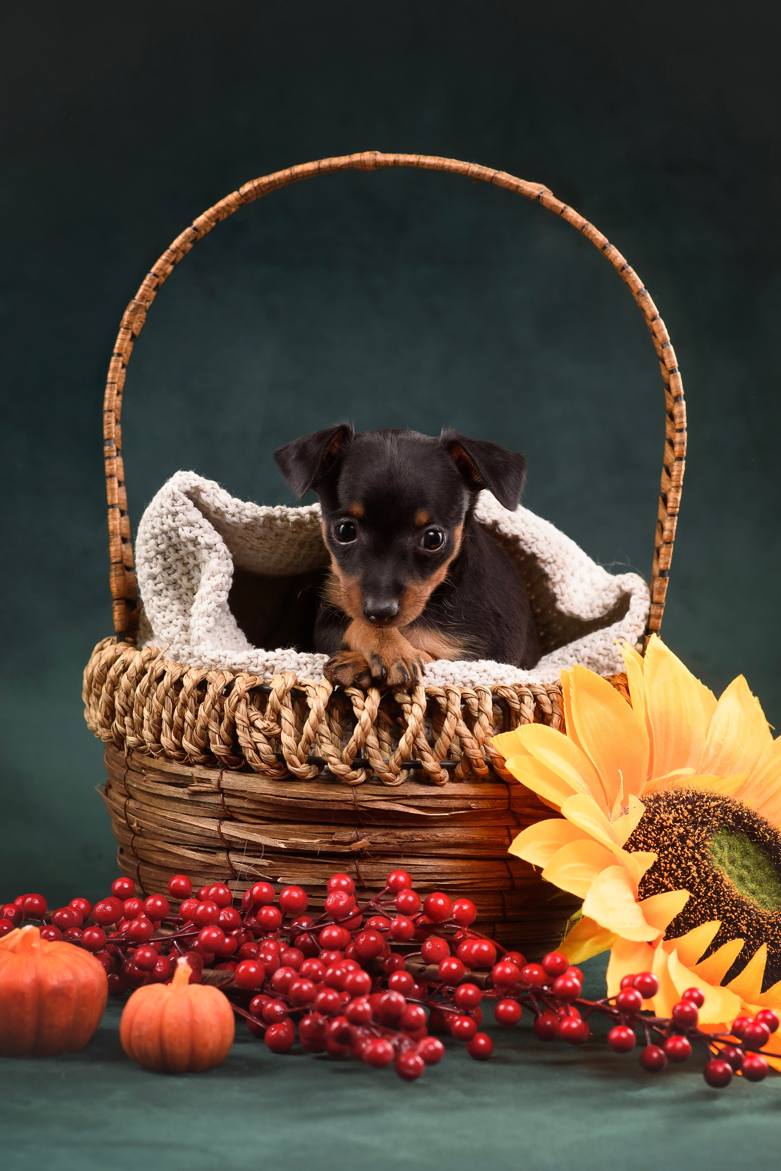 Щенки Пражского крысарика — 19.10.2025. Фотограф — Анималист | Анна Абрамова