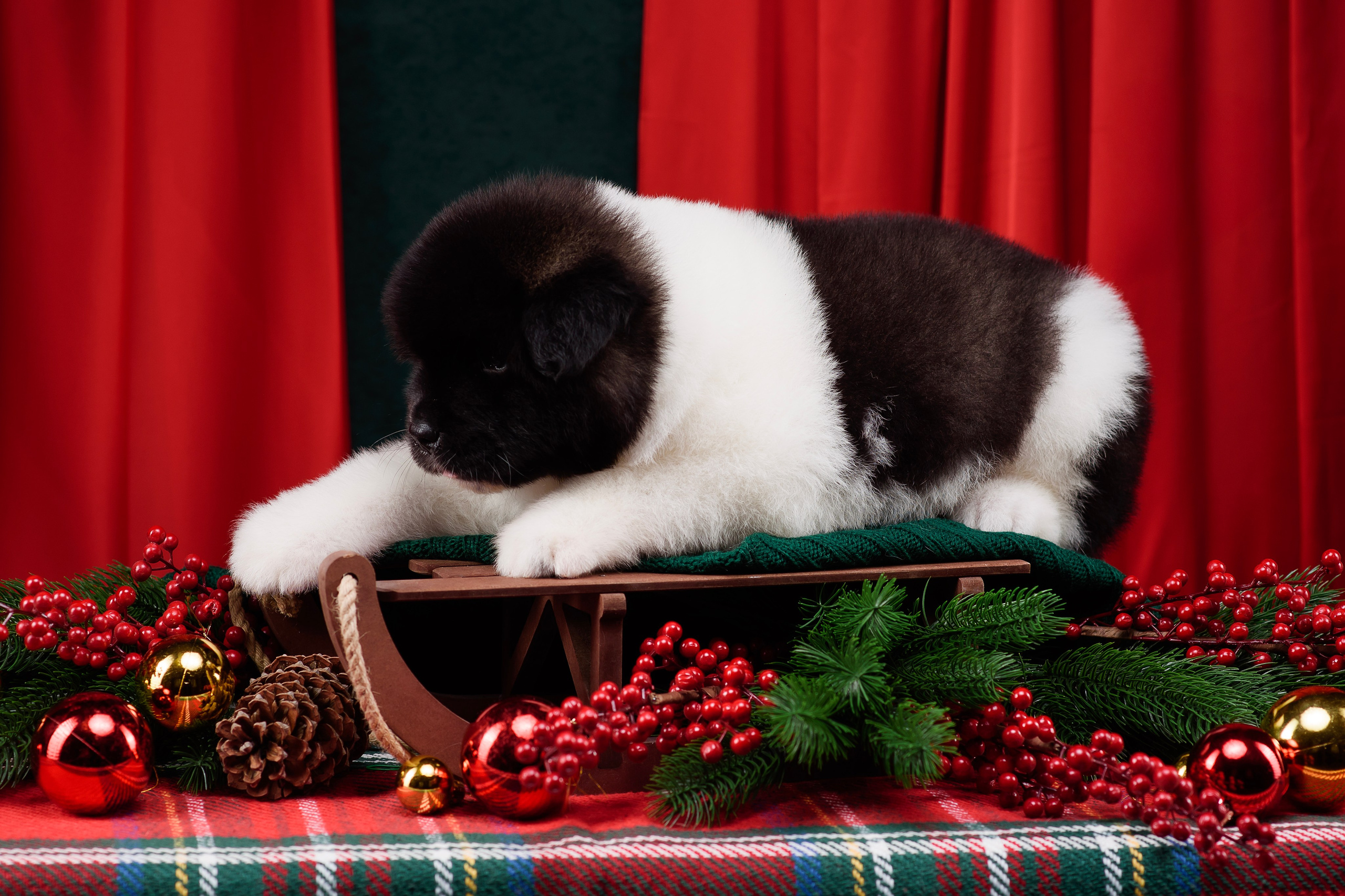 Щенки Американской Акиты. Фотограф — Анималист | Анна Абрамова