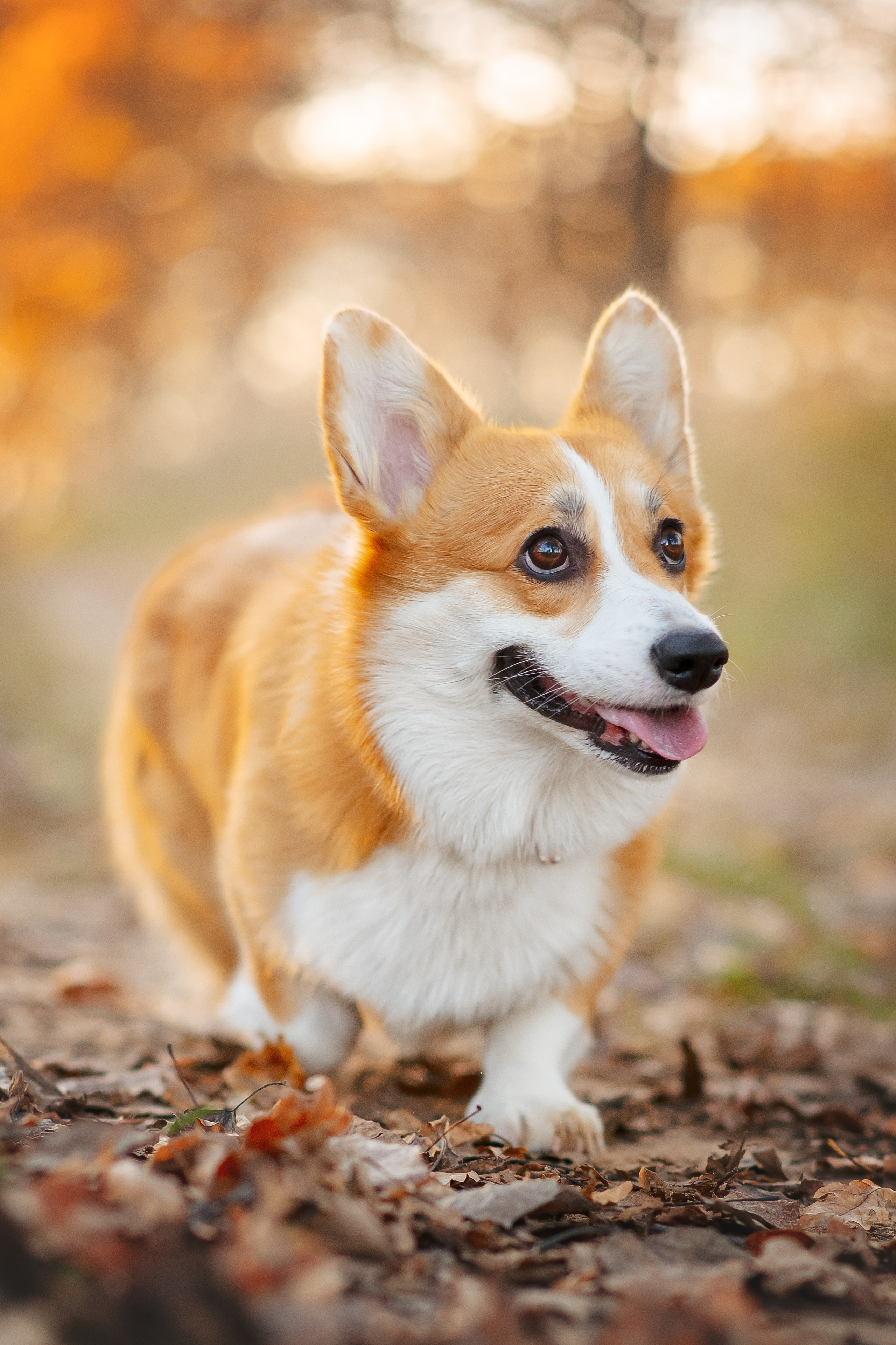 Максим, Аня и Челси — 19.10.2024. Фотограф — Анималист | Анна Абрамова