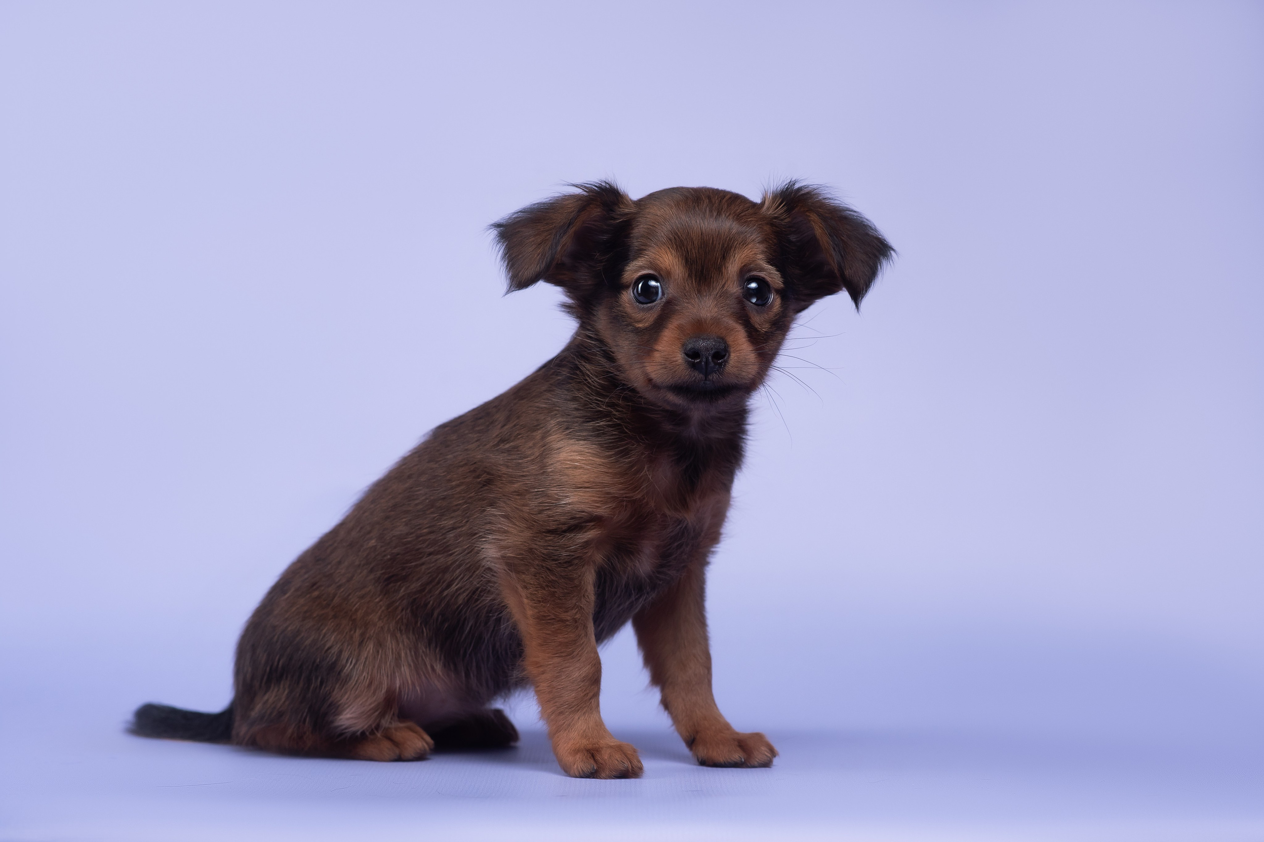 Пражские крысарики — 02.04.2025. Фотограф — Анималист | Анна Абрамова