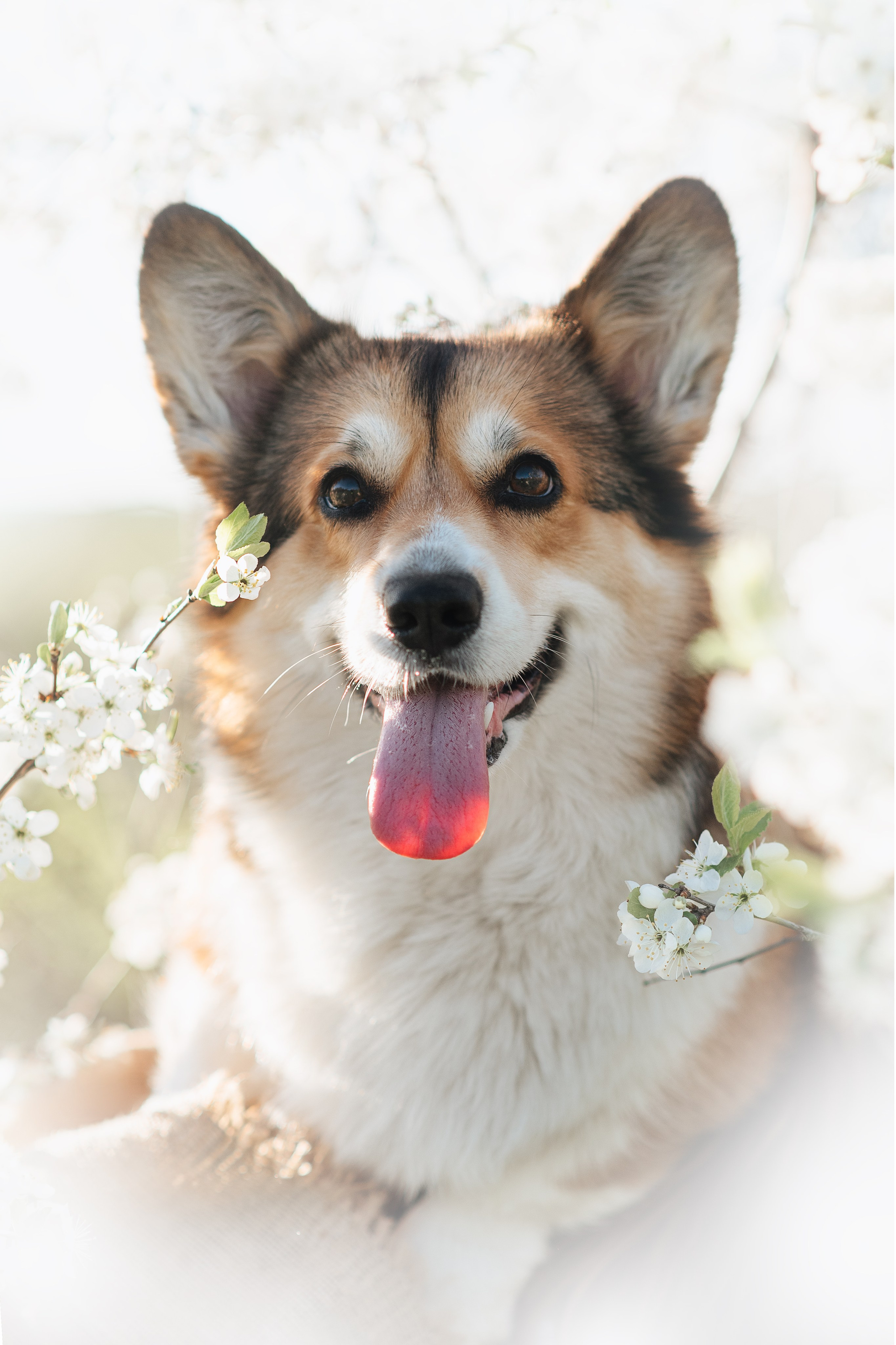 Трисс — 29.04.2024. Фотограф — Анималист | Анна Абрамова