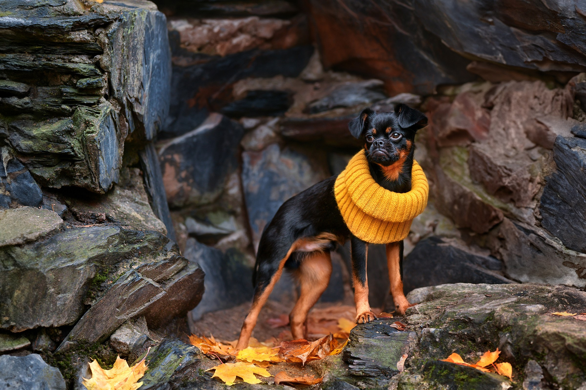 Ваш питомец. Портфолио