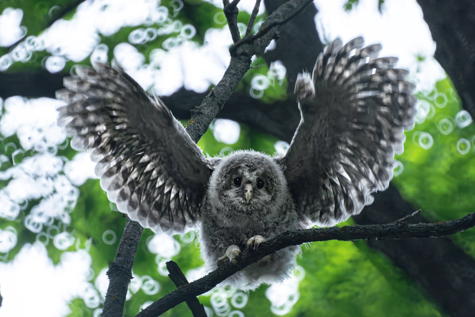 Удивительные мир птиц. Вокруг нас столько прекрасного — присмотритесь!. Ваш личный фотограф Марина Волкова