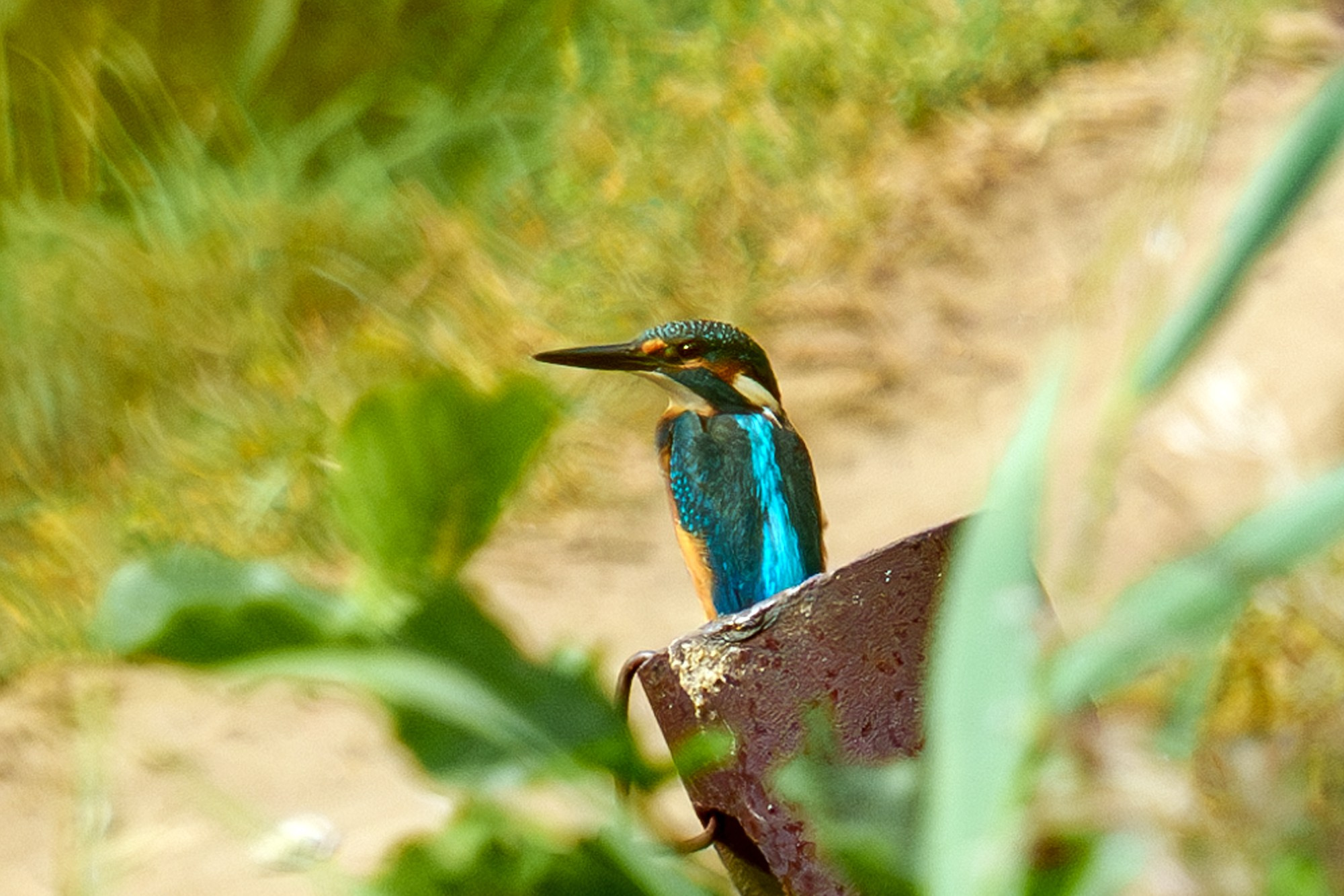 Удивительные мир птиц. Вокруг нас столько прекрасного — присмотритесь!. Ваш личный фотограф Марина Волкова