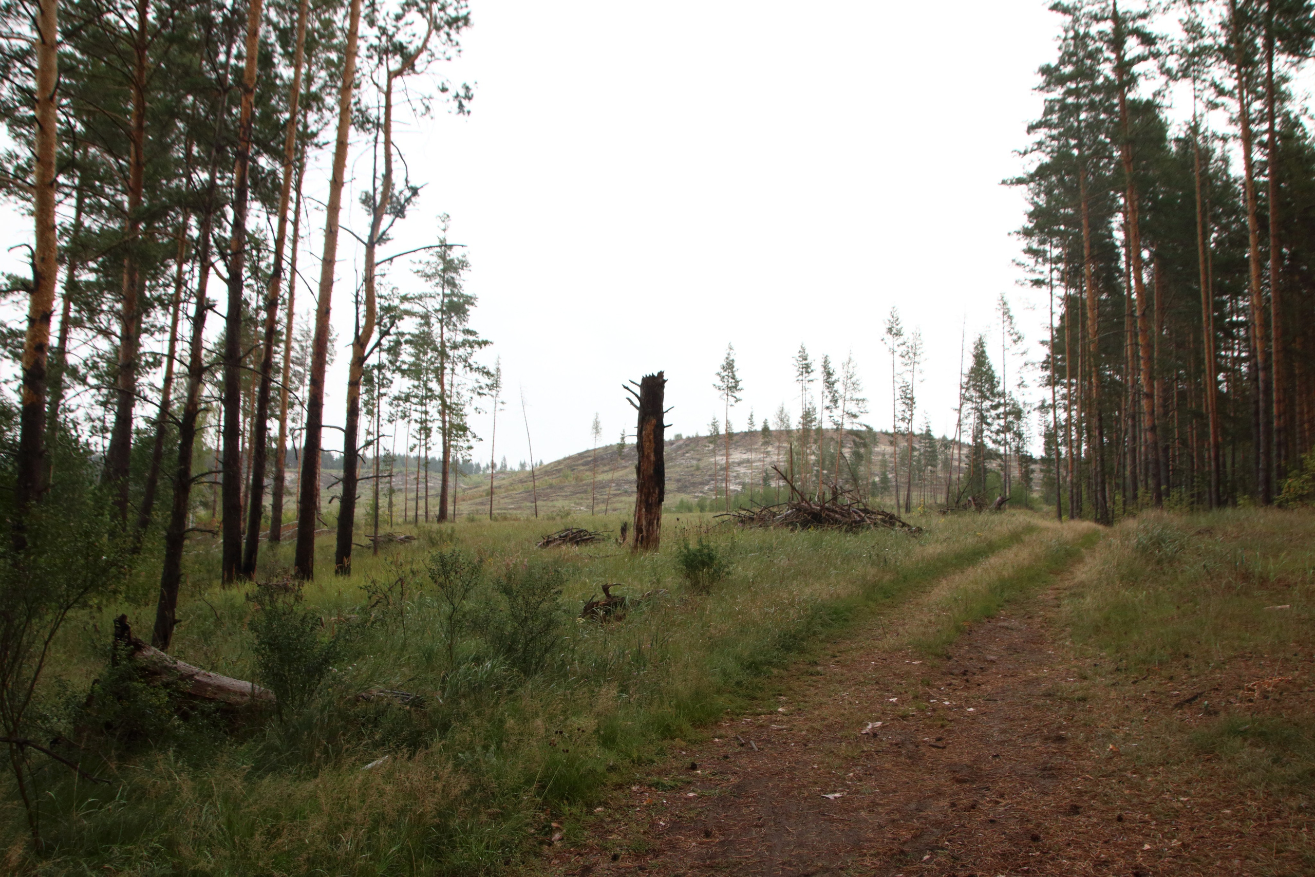27.08.2019 Фотопленэр на болоте Самарская обл., Шигонский р-н