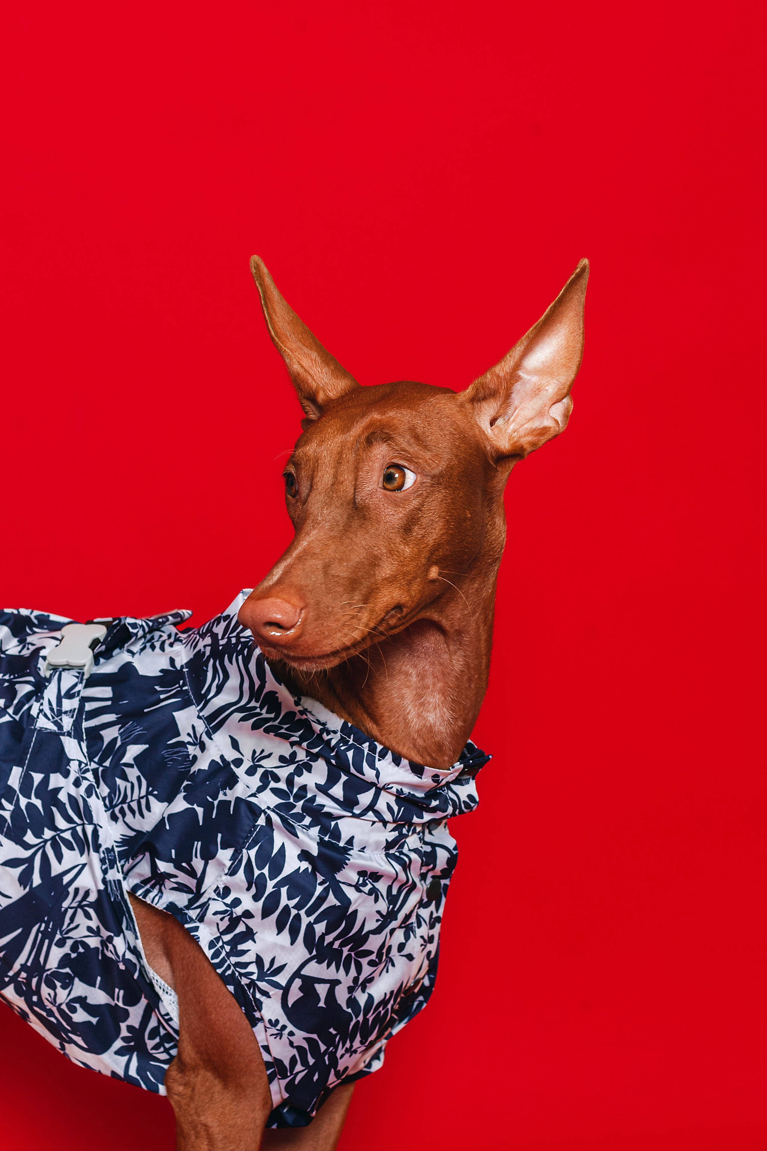 Съемка для бренда TEDDYBOY. Фотограф-анималист Татьяна Степанова