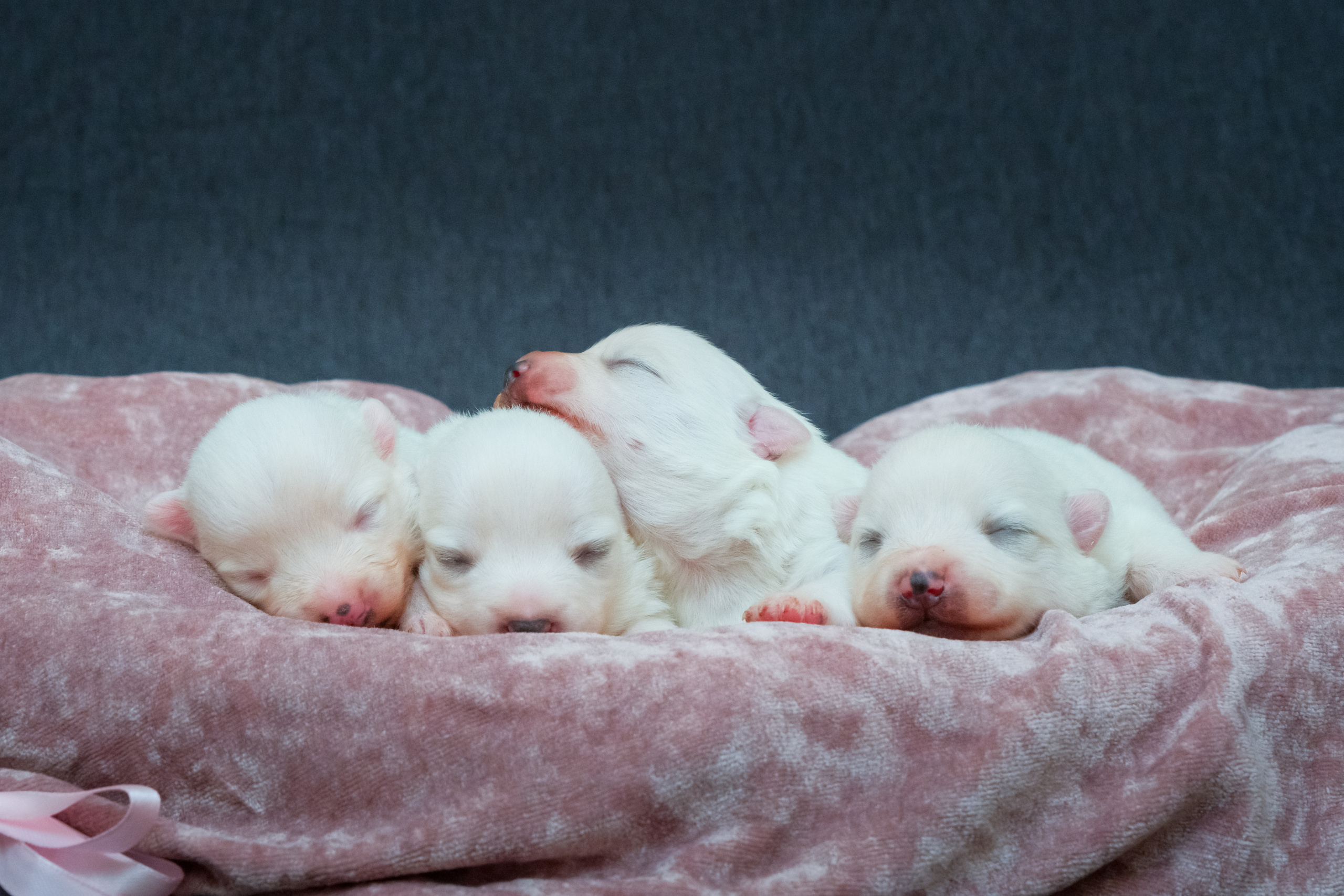 Щенки. Портретный и семейный фотограф в Перми Лена Лоза. Портрет для бизнеса
