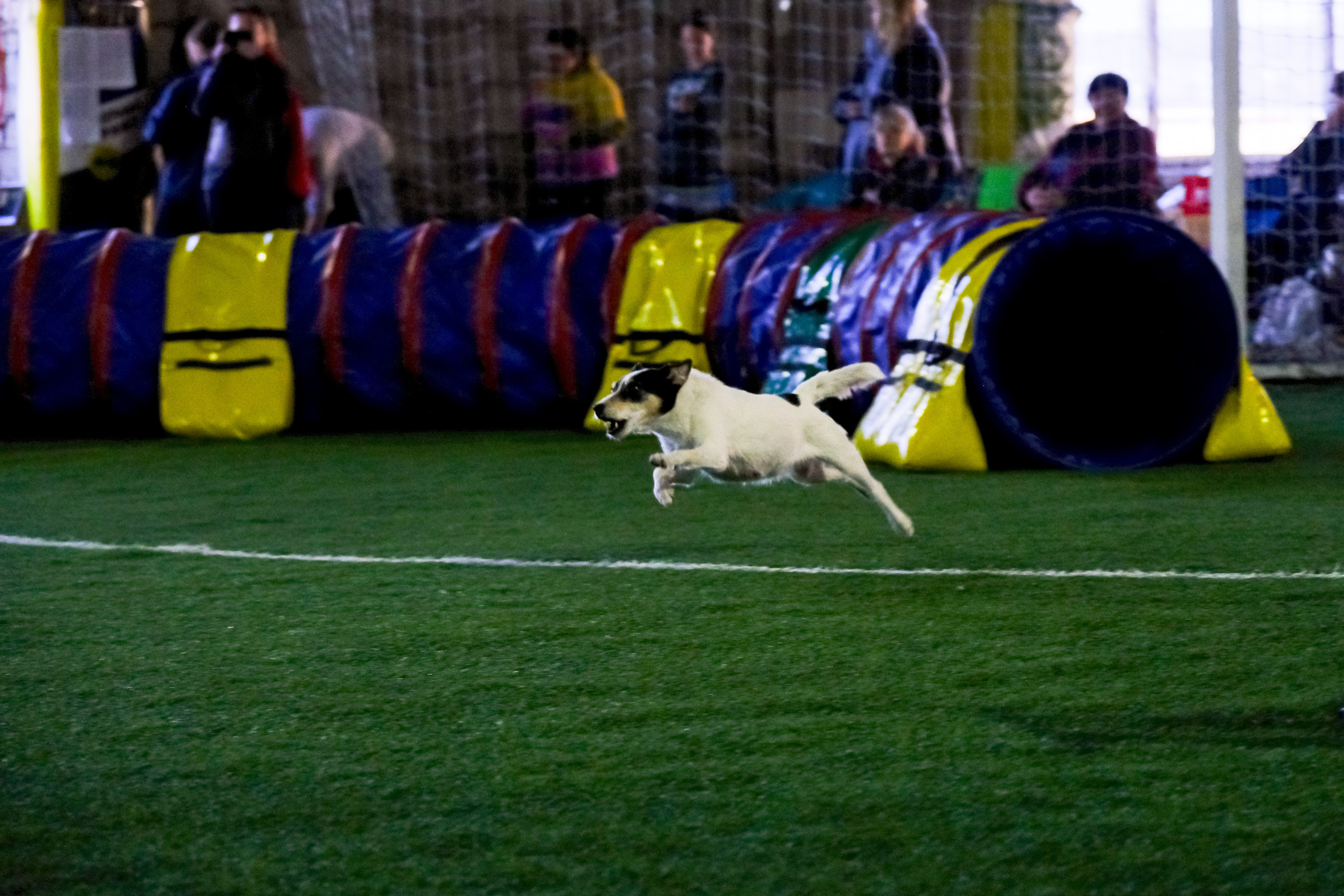Аджилити и джампинг. Портретный и семейный фотограф в Перми Лена Лоза. Портрет для бизнеса