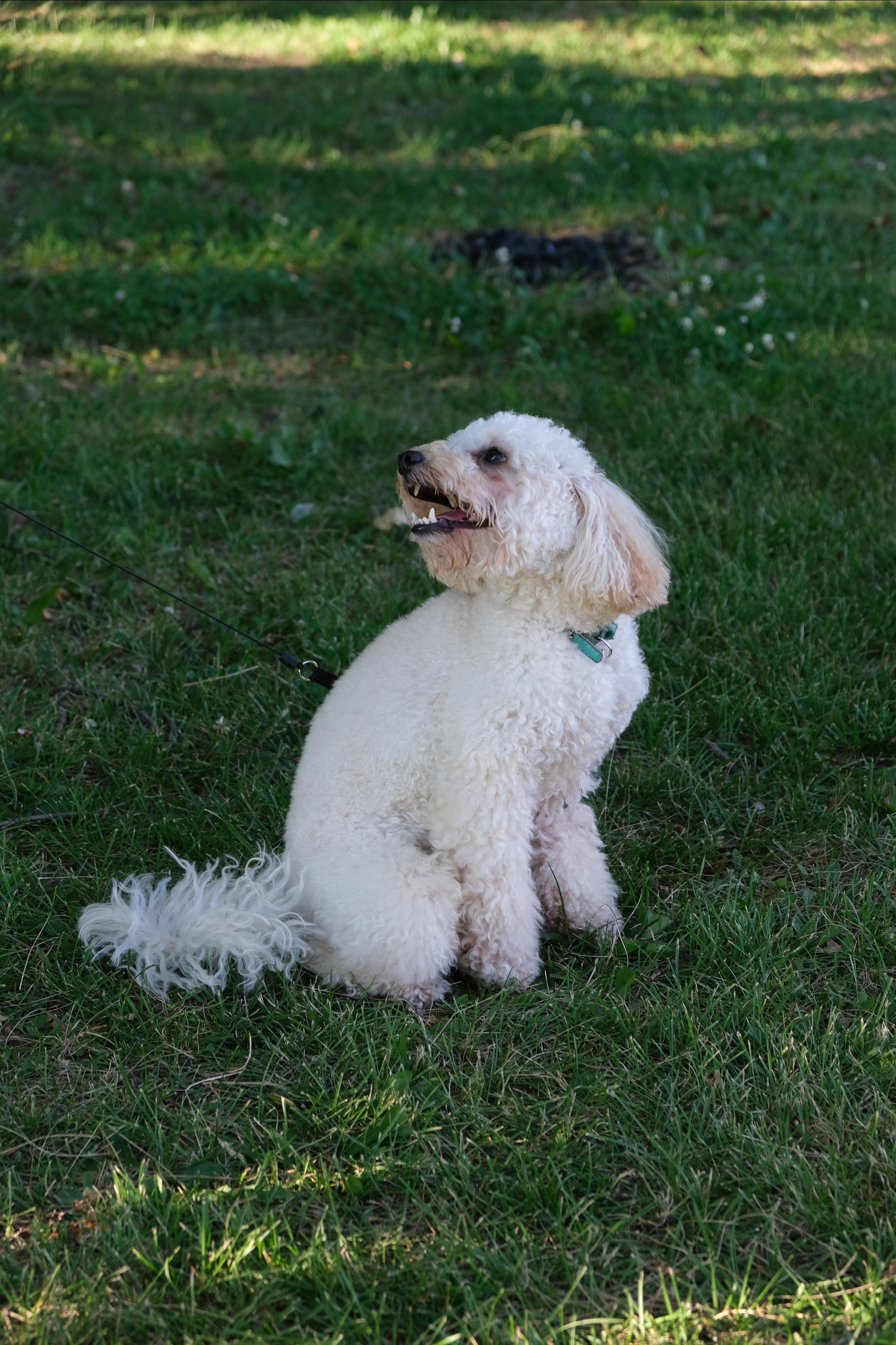 Летом на закате с собакой 2022. Портретный и семейный фотограф в Перми Лена Лоза. Портрет для бизнеса