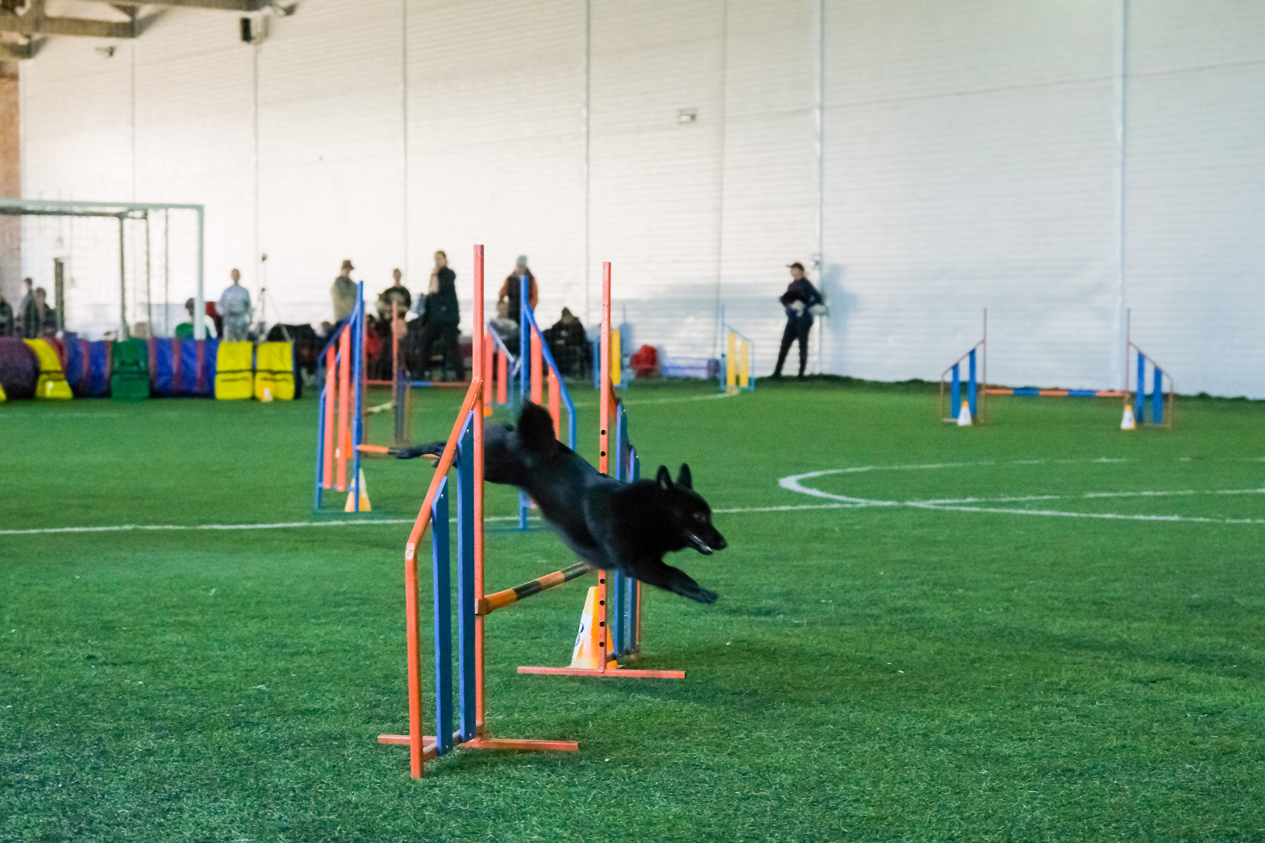 Аджилити и джампинг. Портретный и семейный фотограф в Перми Лена Лоза. Портрет для бизнеса