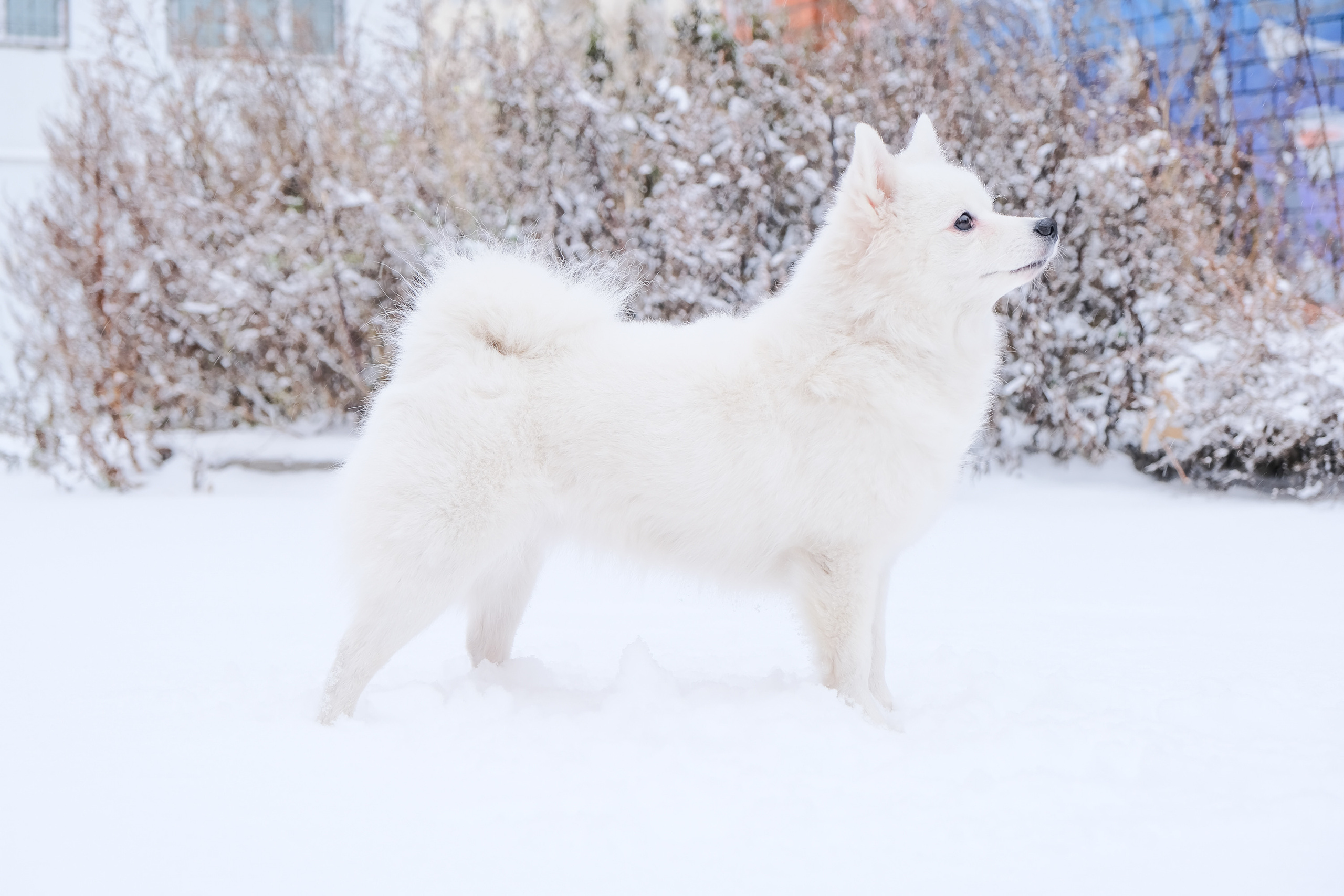 Экстерьерная съёмка. Портретный и семейный фотограф в Перми Лена Лоза. Портрет для бизнеса