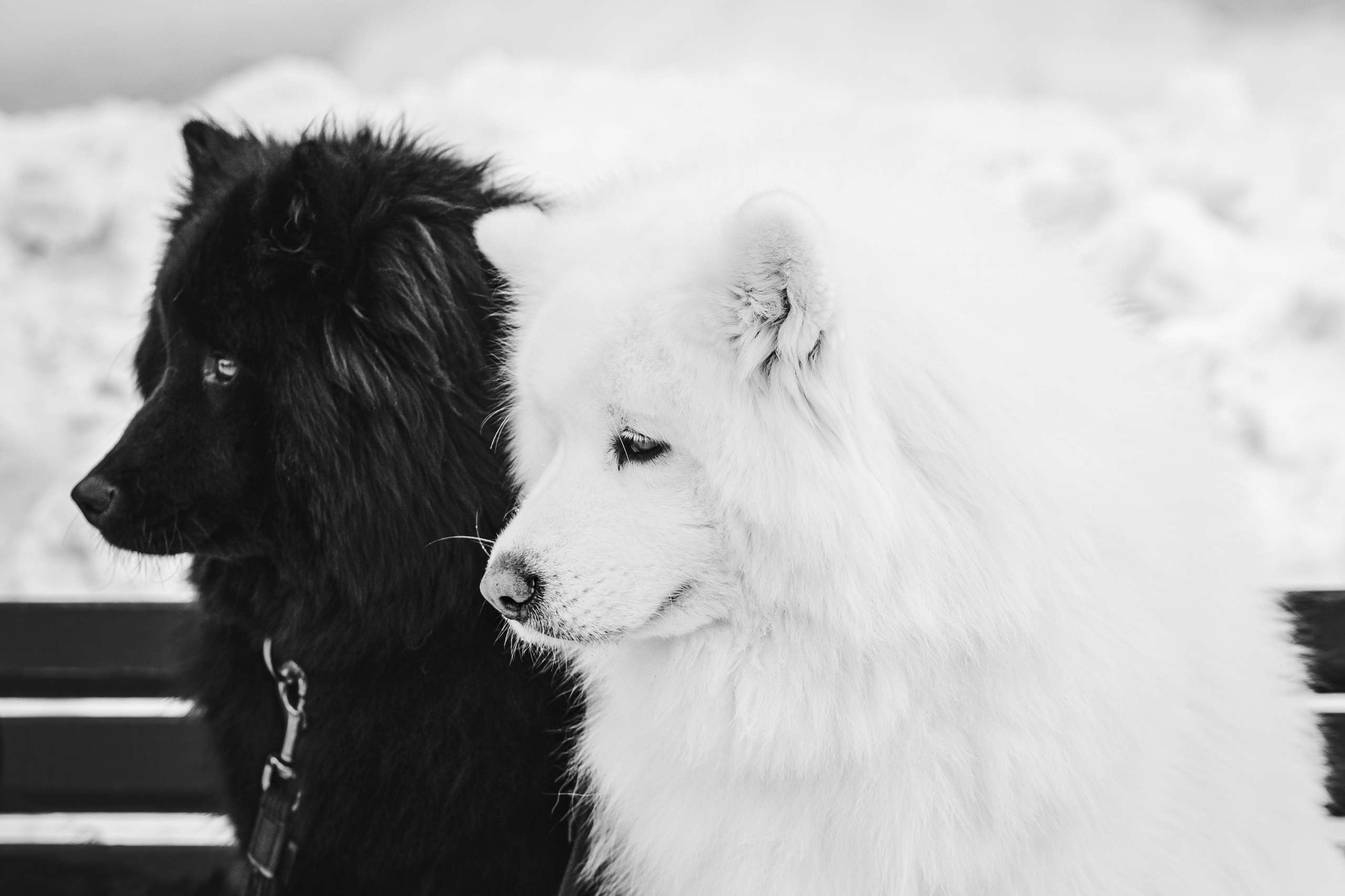 Портреты животных. Портретный и семейный фотограф в Перми Лена Лоза. Портрет для бизнеса