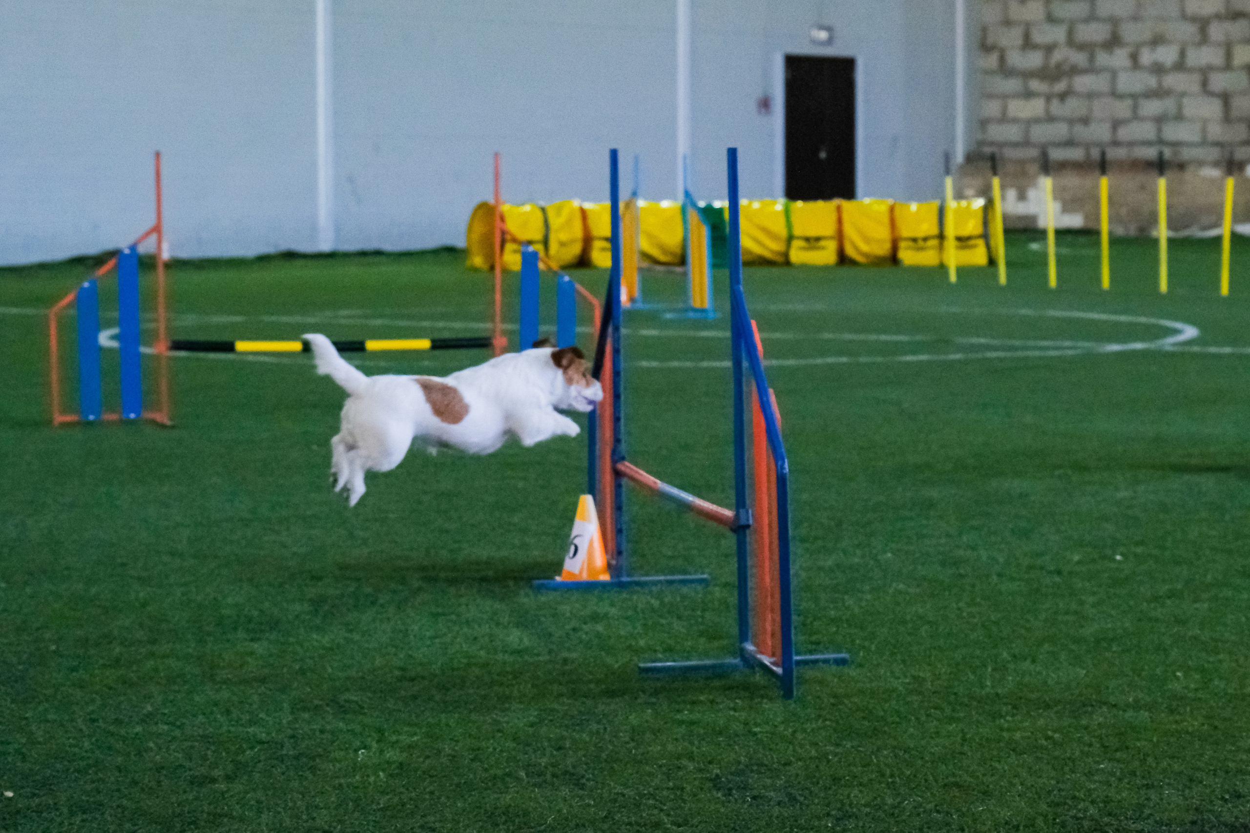Аджилити и джампинг. Портретный и семейный фотограф в Перми Лена Лоза. Портрет для бизнеса