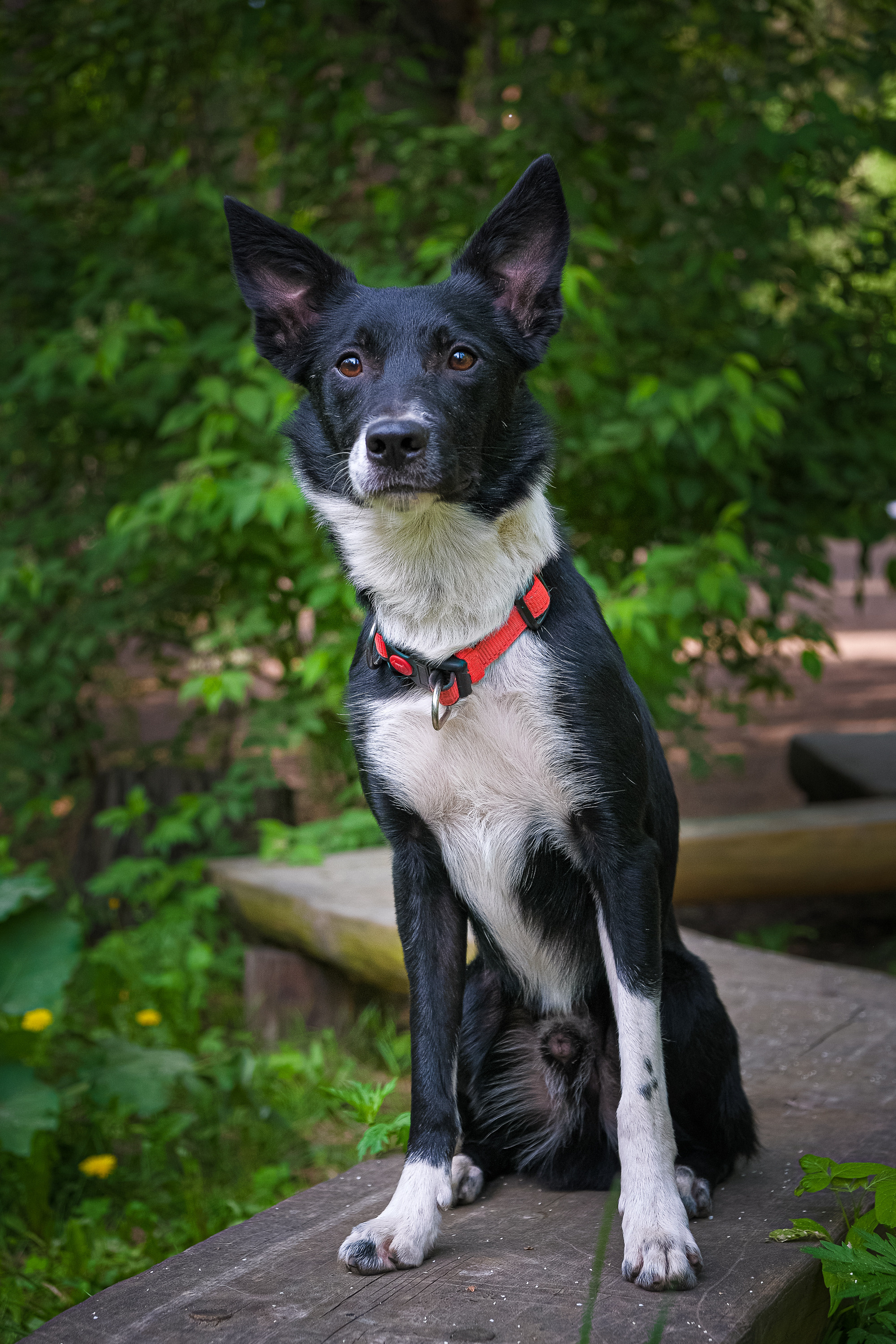 Портреты животных. Портретный и семейный фотограф в Перми Лена Лоза. Портрет для бизнеса