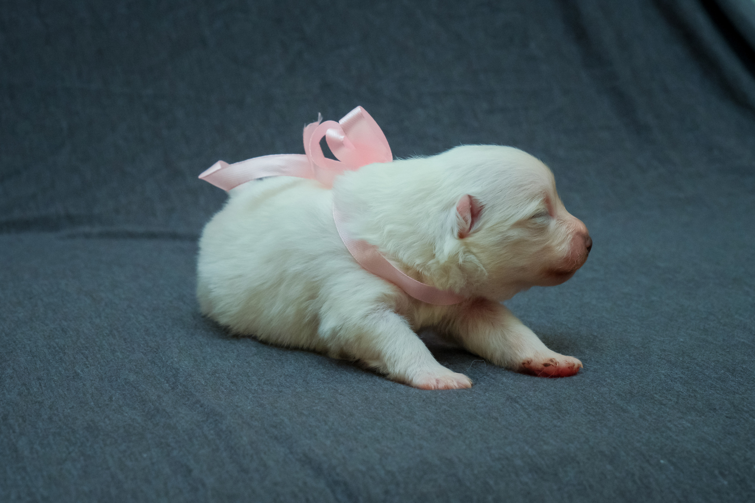 Щенки. Портретный и семейный фотограф в Перми Лена Лоза. Портрет для бизнеса