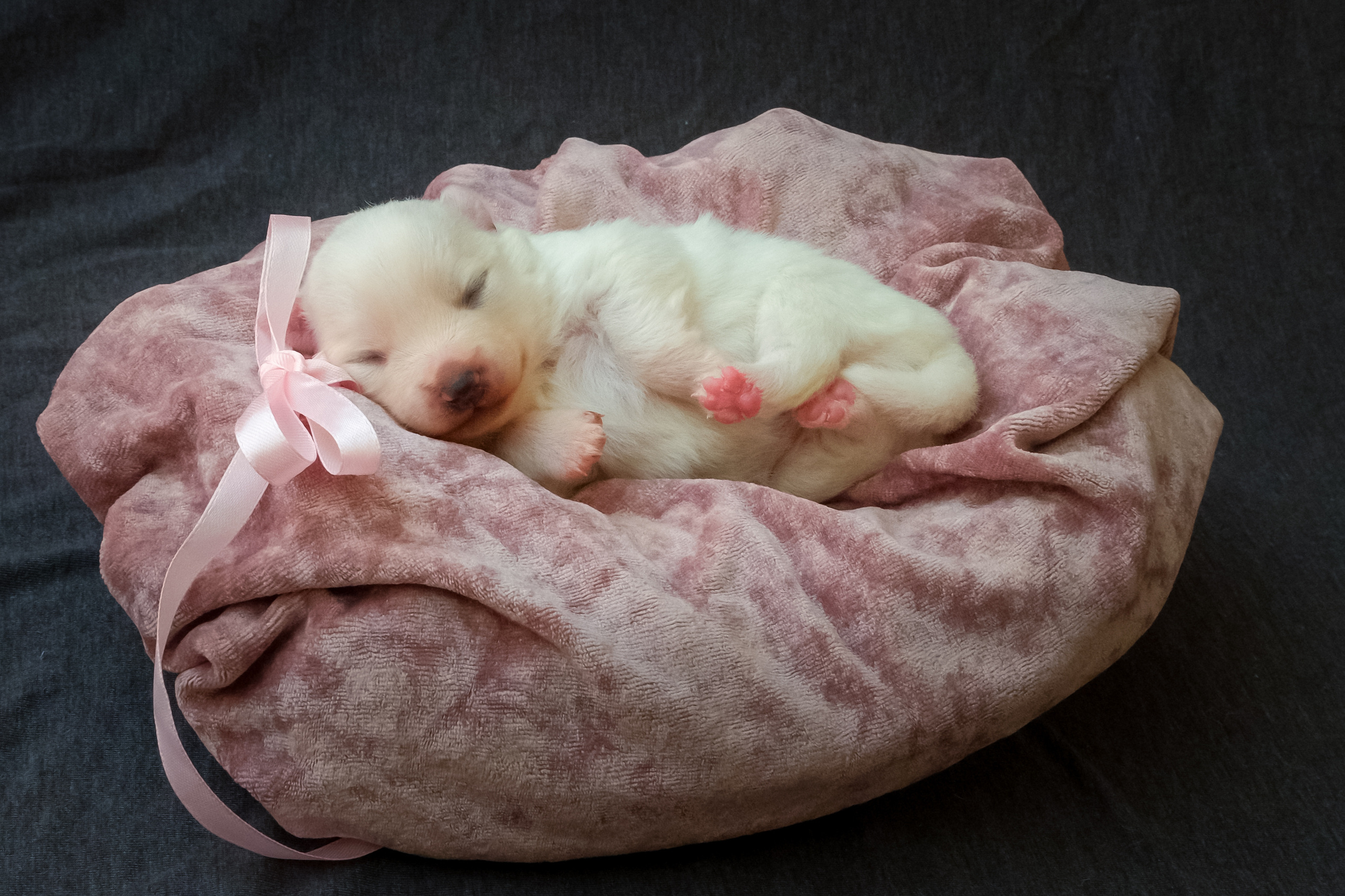 Щенки. Портретный и семейный фотограф в Перми Лена Лоза. Портрет для бизнеса
