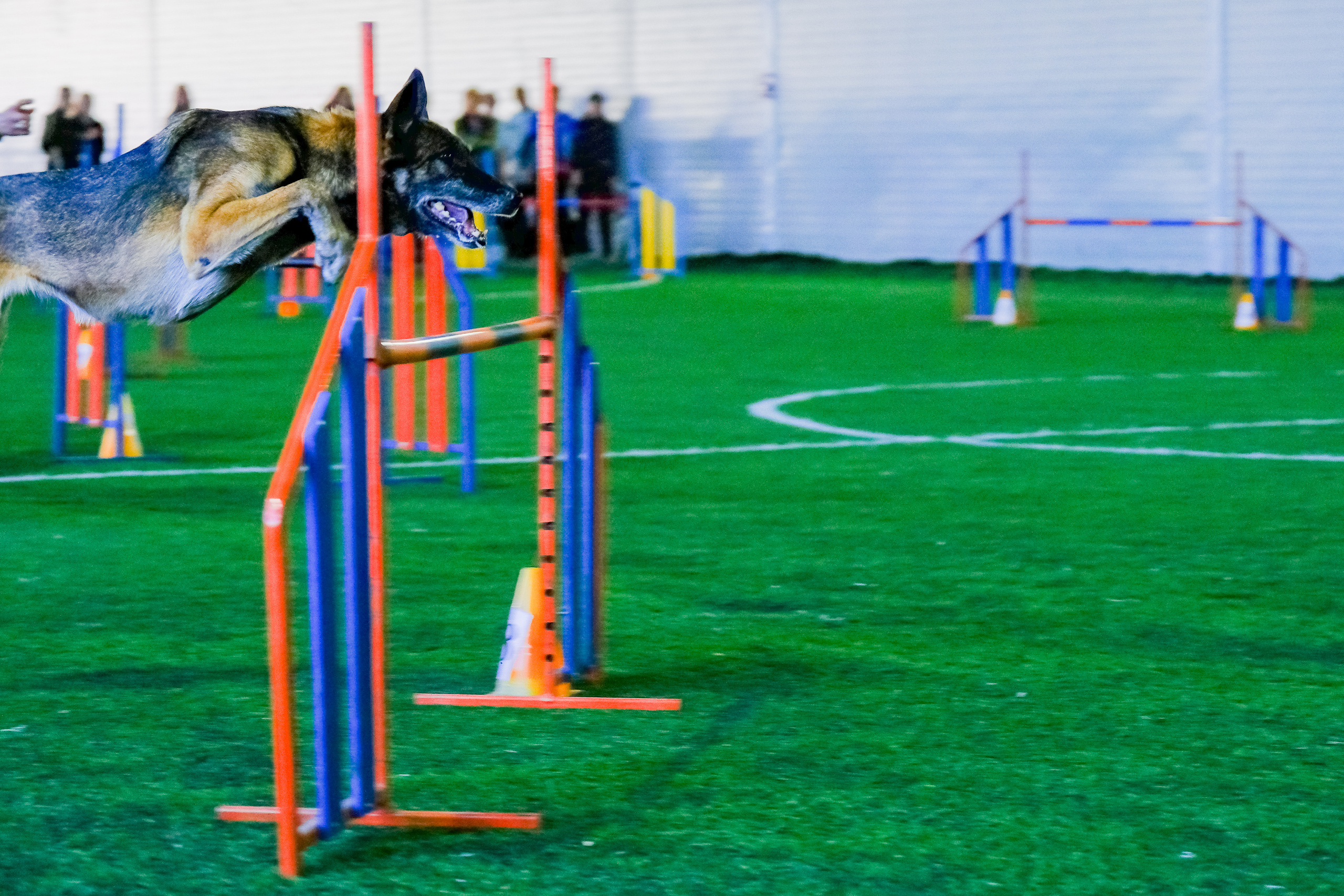 Аджилити и джампинг. Портретный и семейный фотограф в Перми Лена Лоза. Портрет для бизнеса