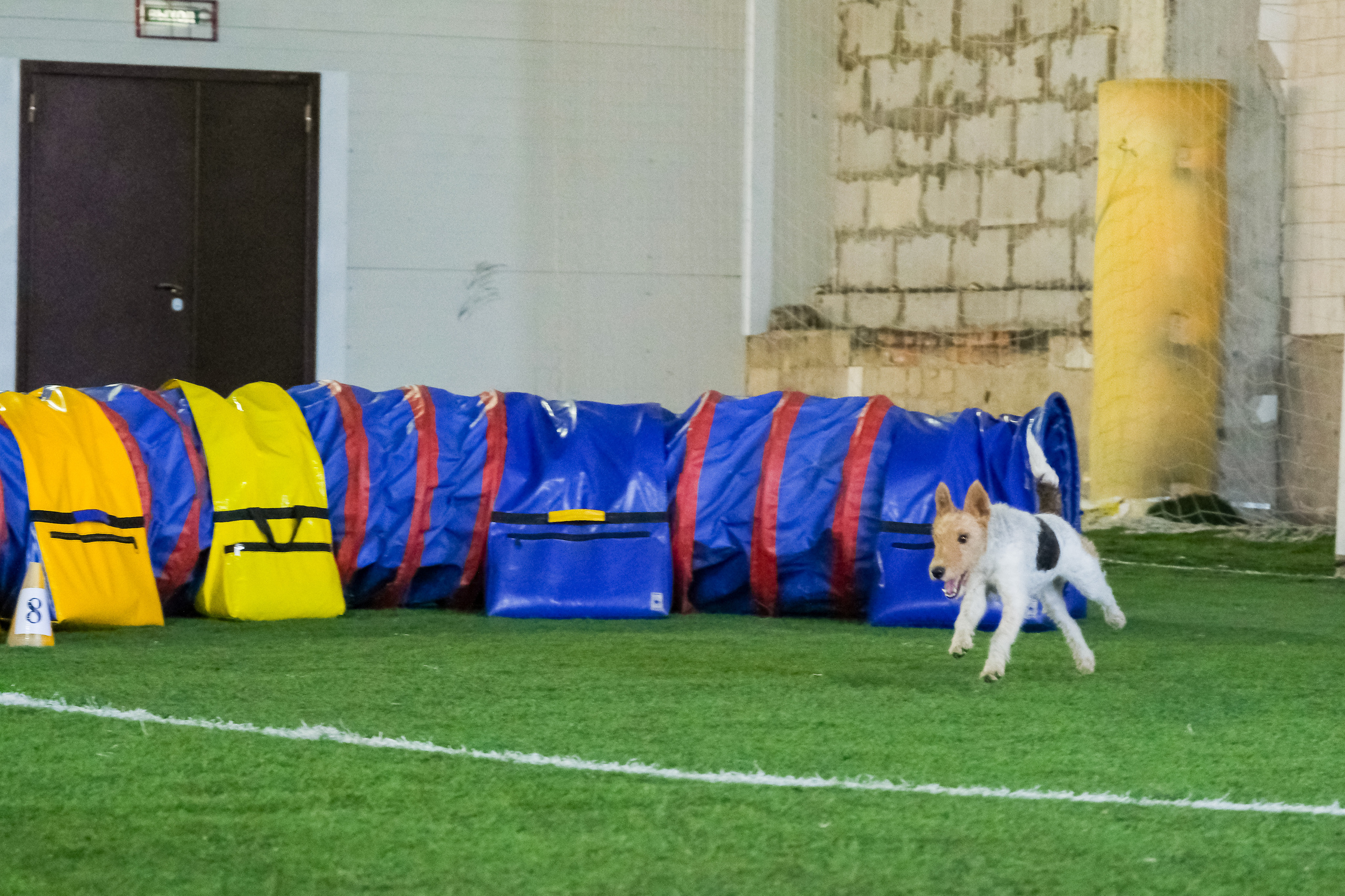 Аджилити и джампинг. Портретный и семейный фотограф в Перми Лена Лоза. Портрет для бизнеса