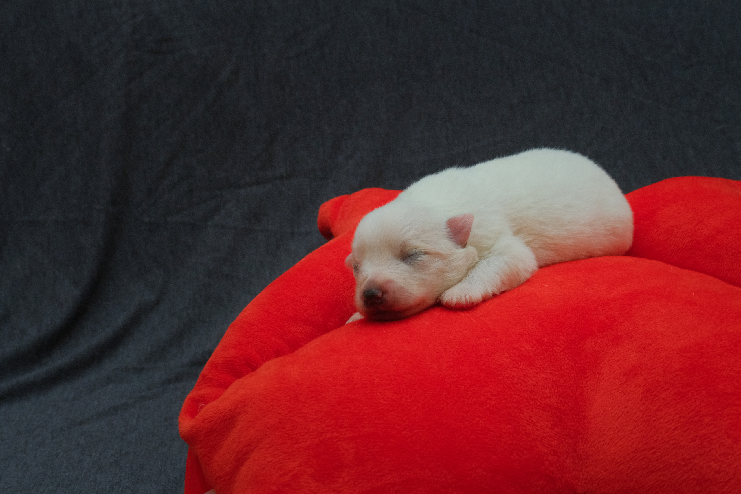 Щенки. Портретный и семейный фотограф в Перми Лена Лоза. Портрет для бизнеса