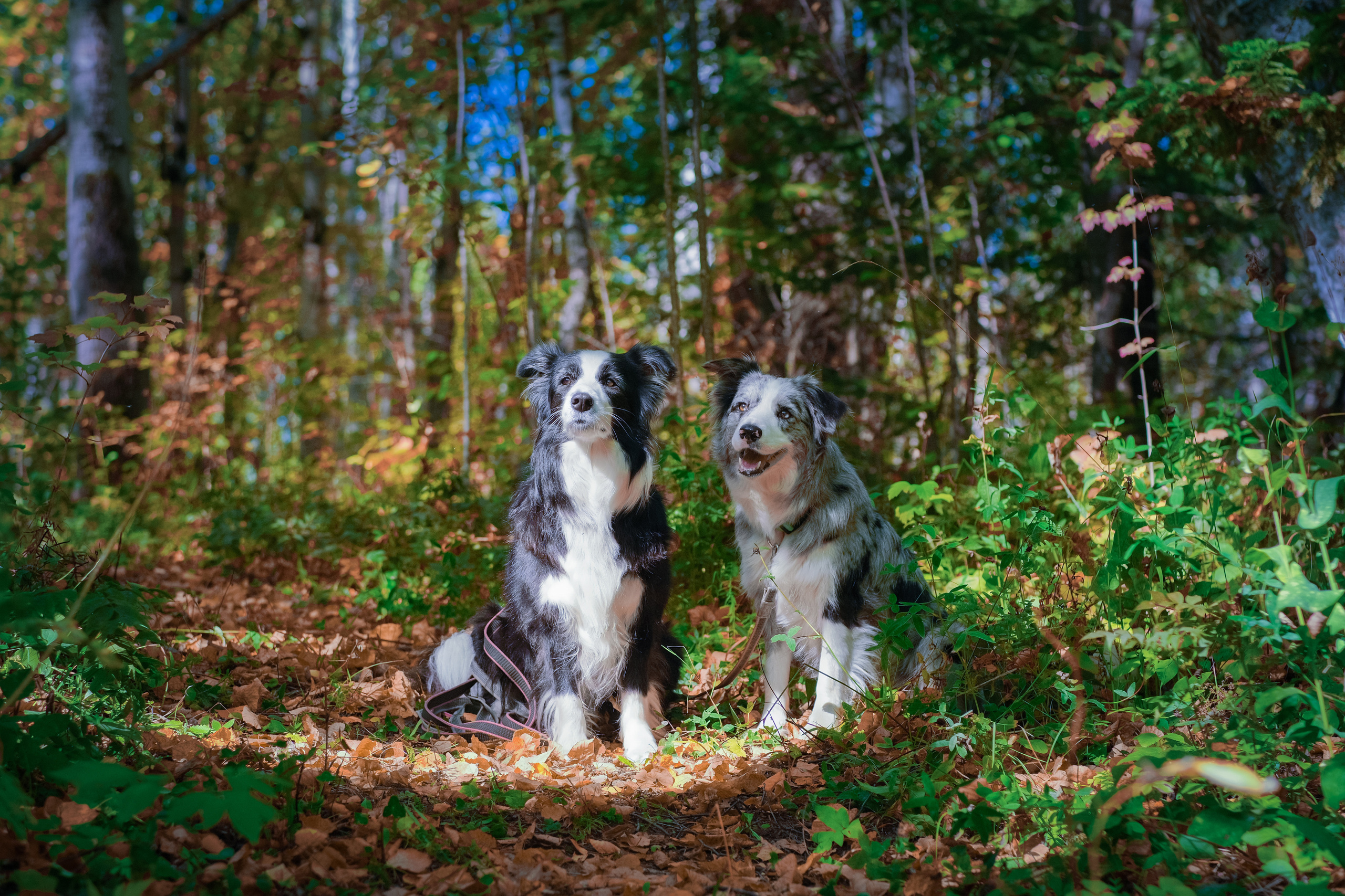 Портреты животных. Портретный и семейный фотограф в Перми Лена Лоза. Портрет для бизнеса