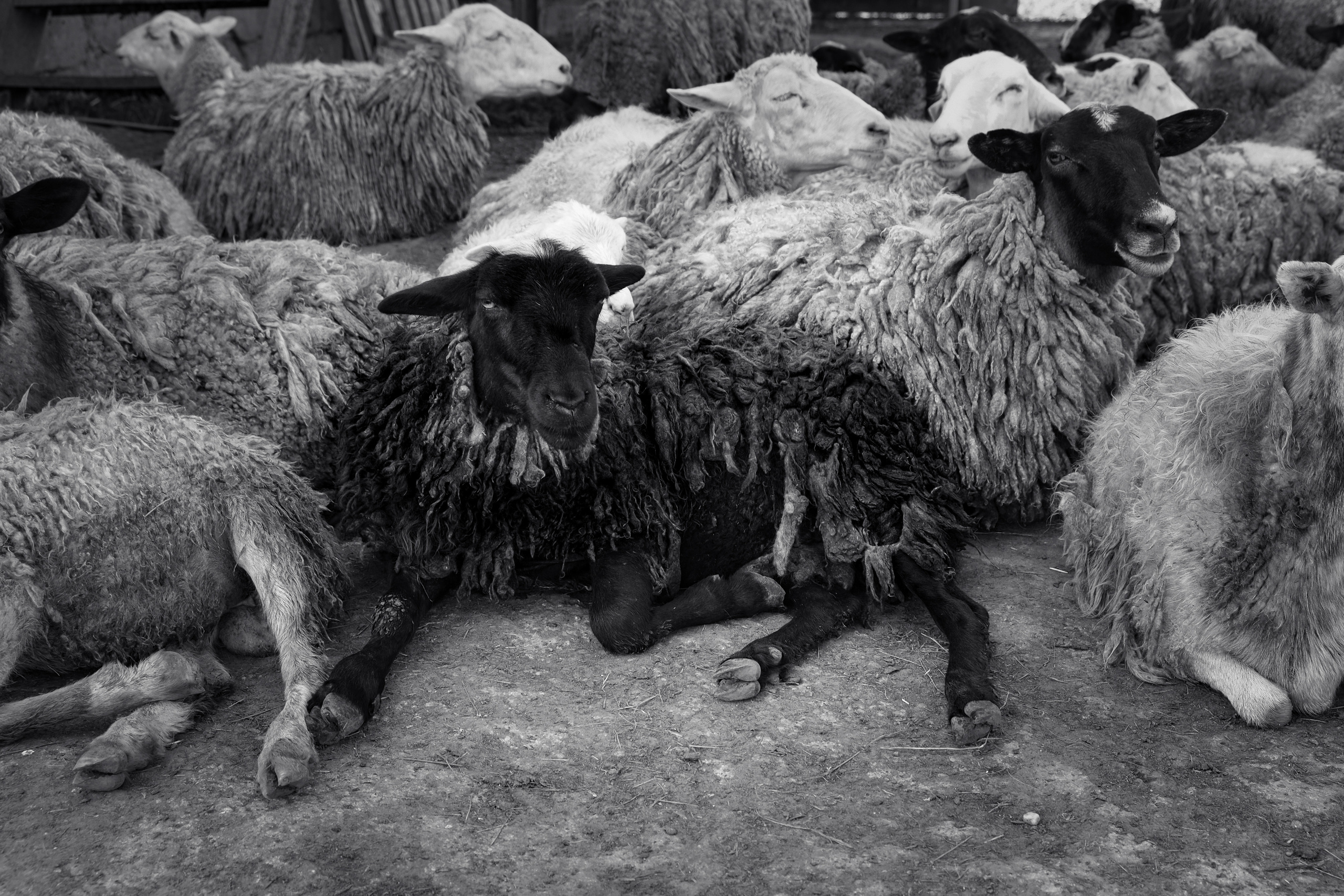Портреты животных. Портретный и семейный фотограф в Перми Лена Лоза. Портрет для бизнеса