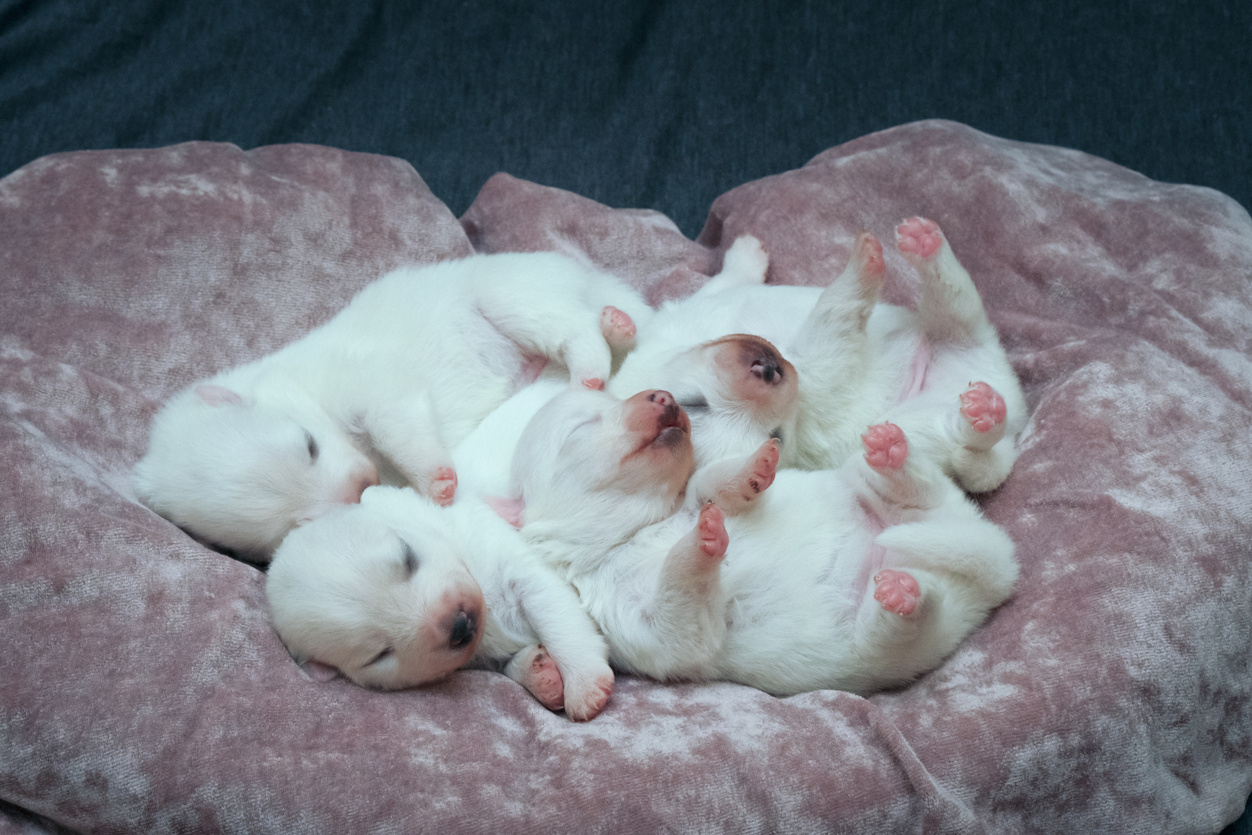 Щенки. Портретный и семейный фотограф в Перми Лена Лоза. Портрет для бизнеса