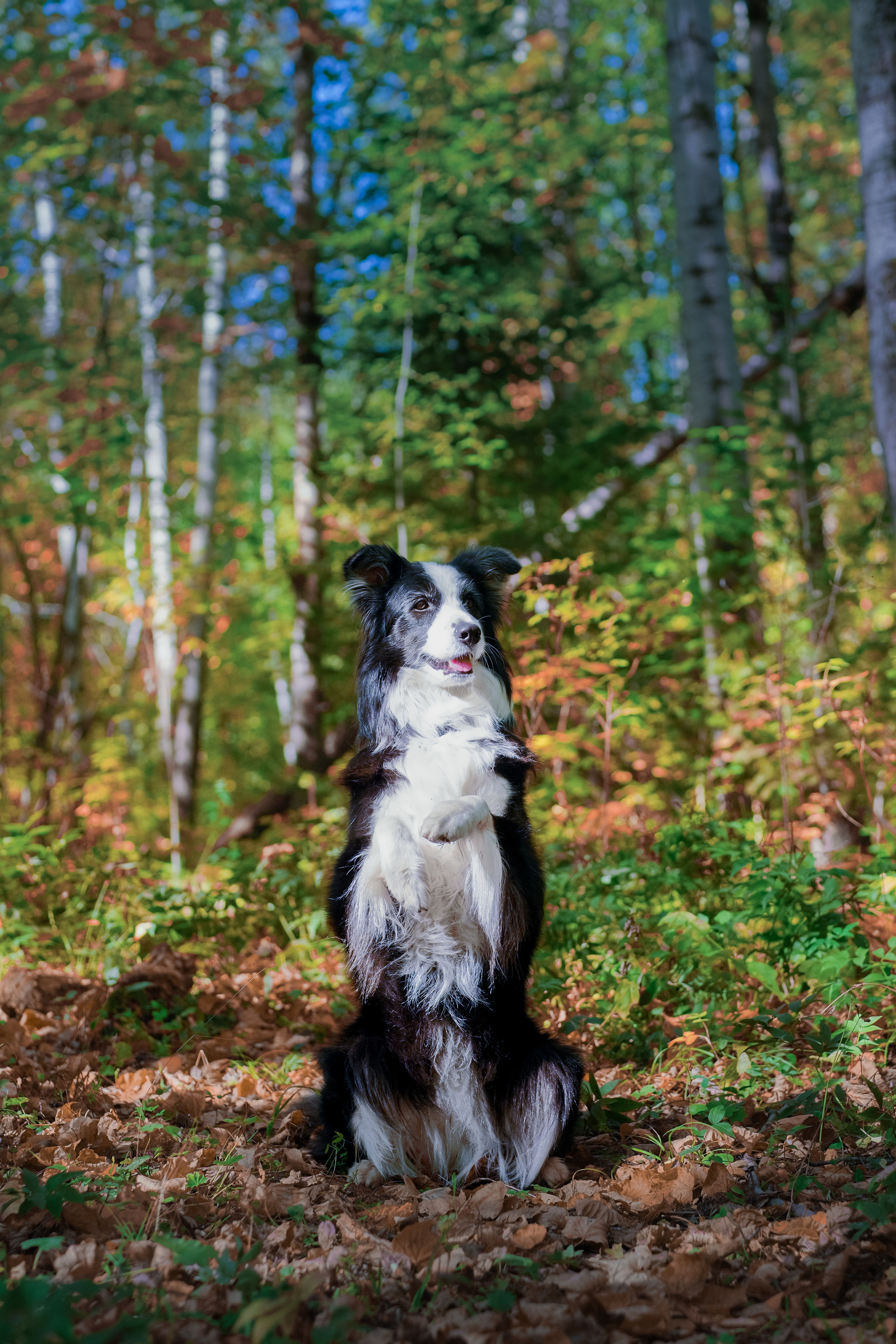 Портреты животных. Портретный и семейный фотограф в Перми Лена Лоза. Портрет для бизнеса