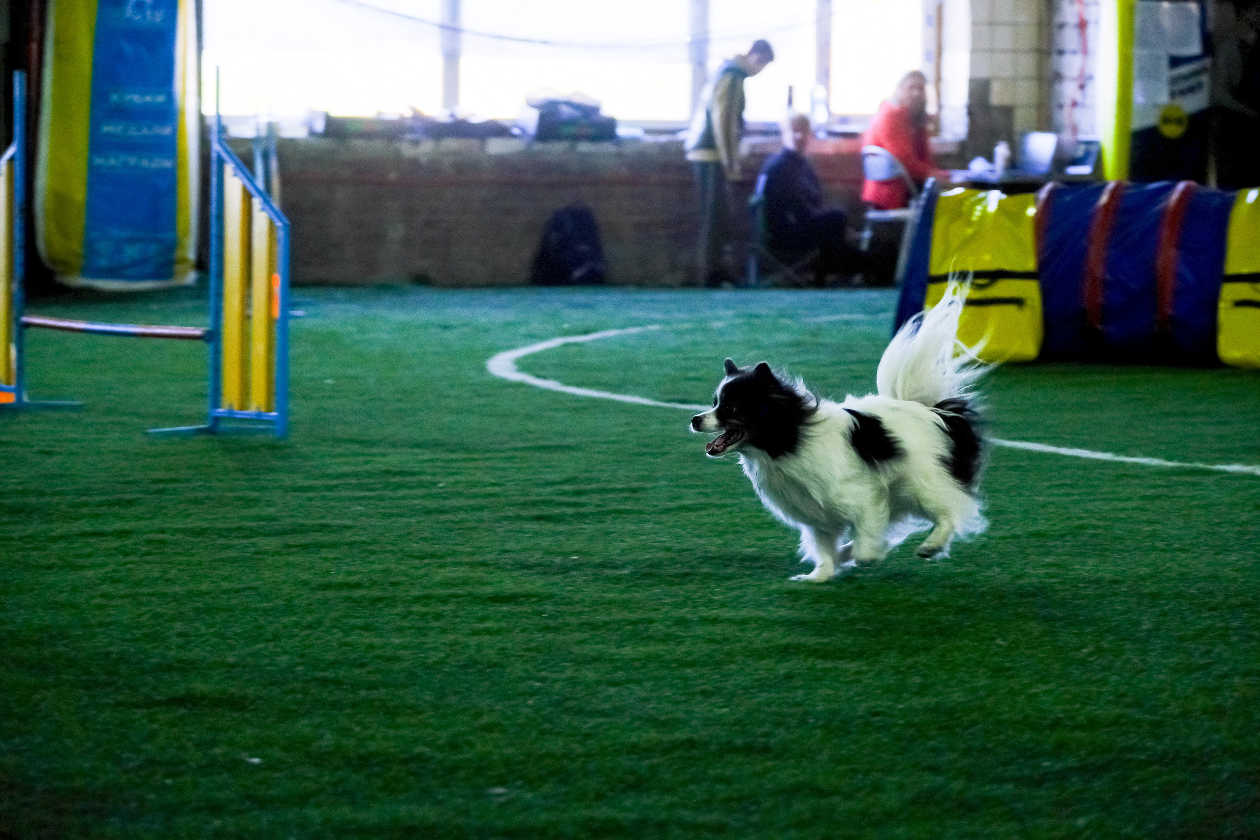 Аджилити и джампинг. Портретный и семейный фотограф в Перми Лена Лоза. Портрет для бизнеса