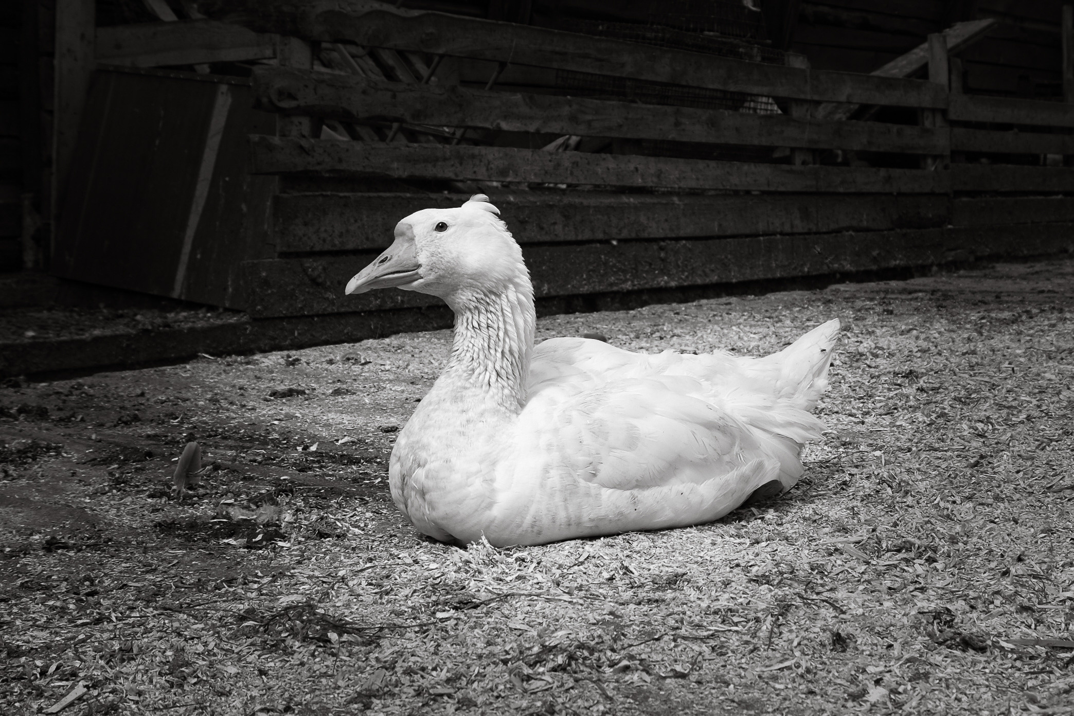 Съемка животных, собак, щенков, фото помета, портрет питомцев. Портретный и семейный фотограф в Перми Лена Лоза. Портрет для бизнеса