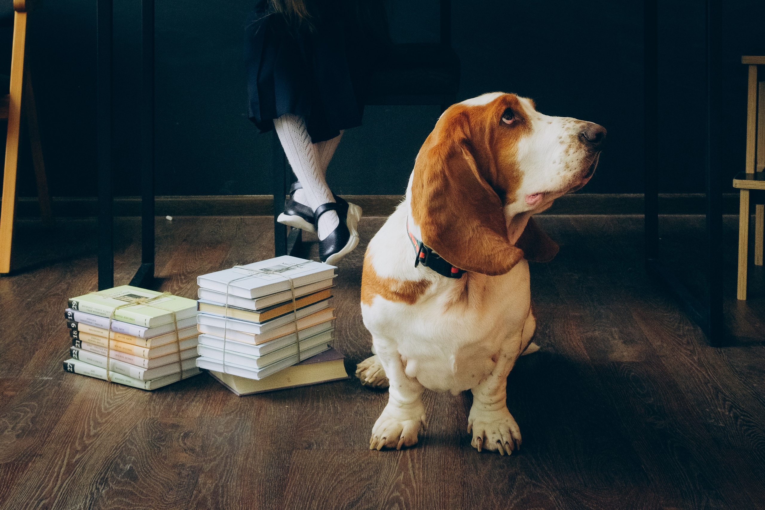 Портреты животных. Портретный и семейный фотограф в Перми Лена Лоза. Портрет для бизнеса