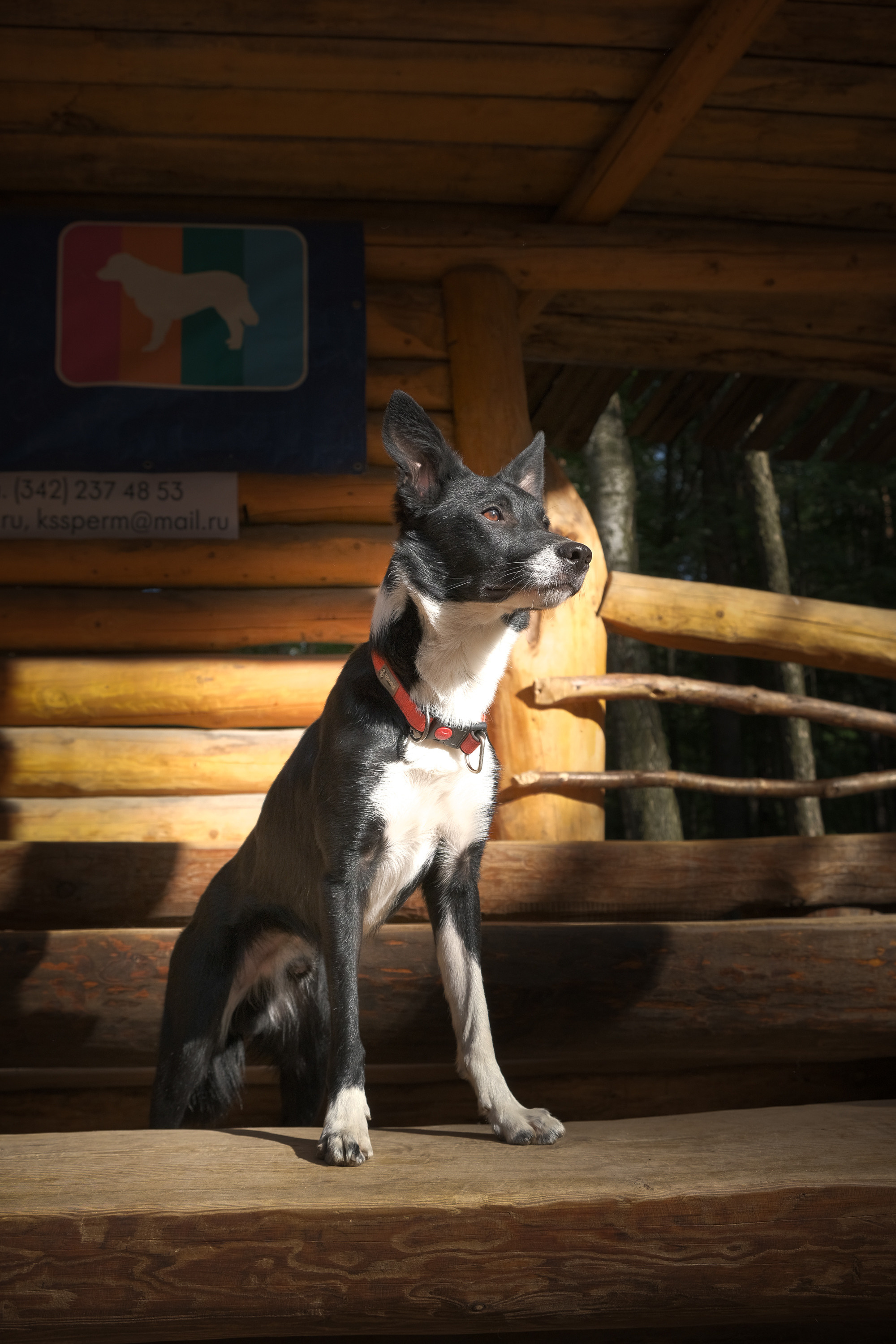 Портреты животных. Портретный и семейный фотограф в Перми Лена Лоза. Портрет для бизнеса