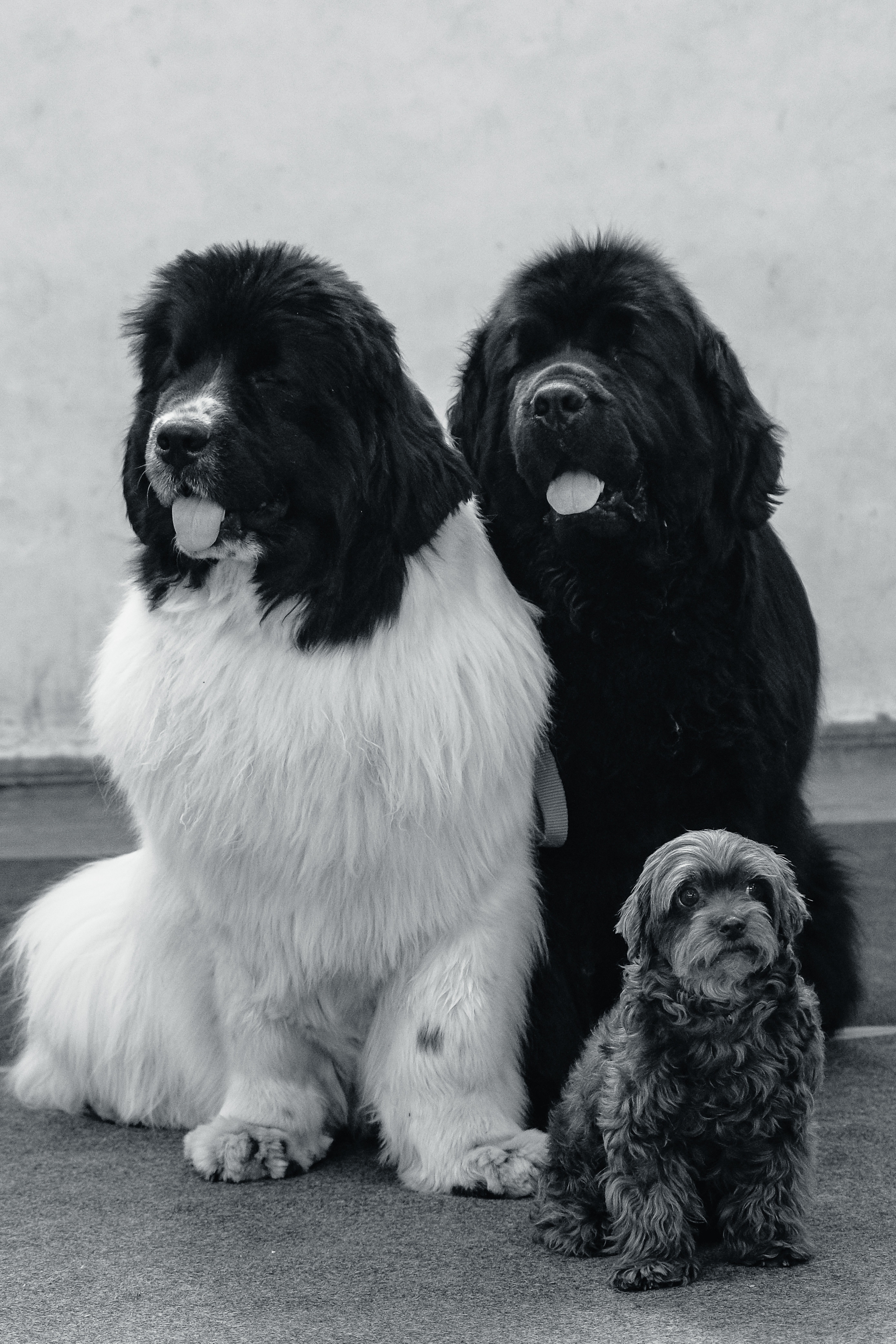 Портреты животных. Портретный и семейный фотограф в Перми Лена Лоза. Портрет для бизнеса