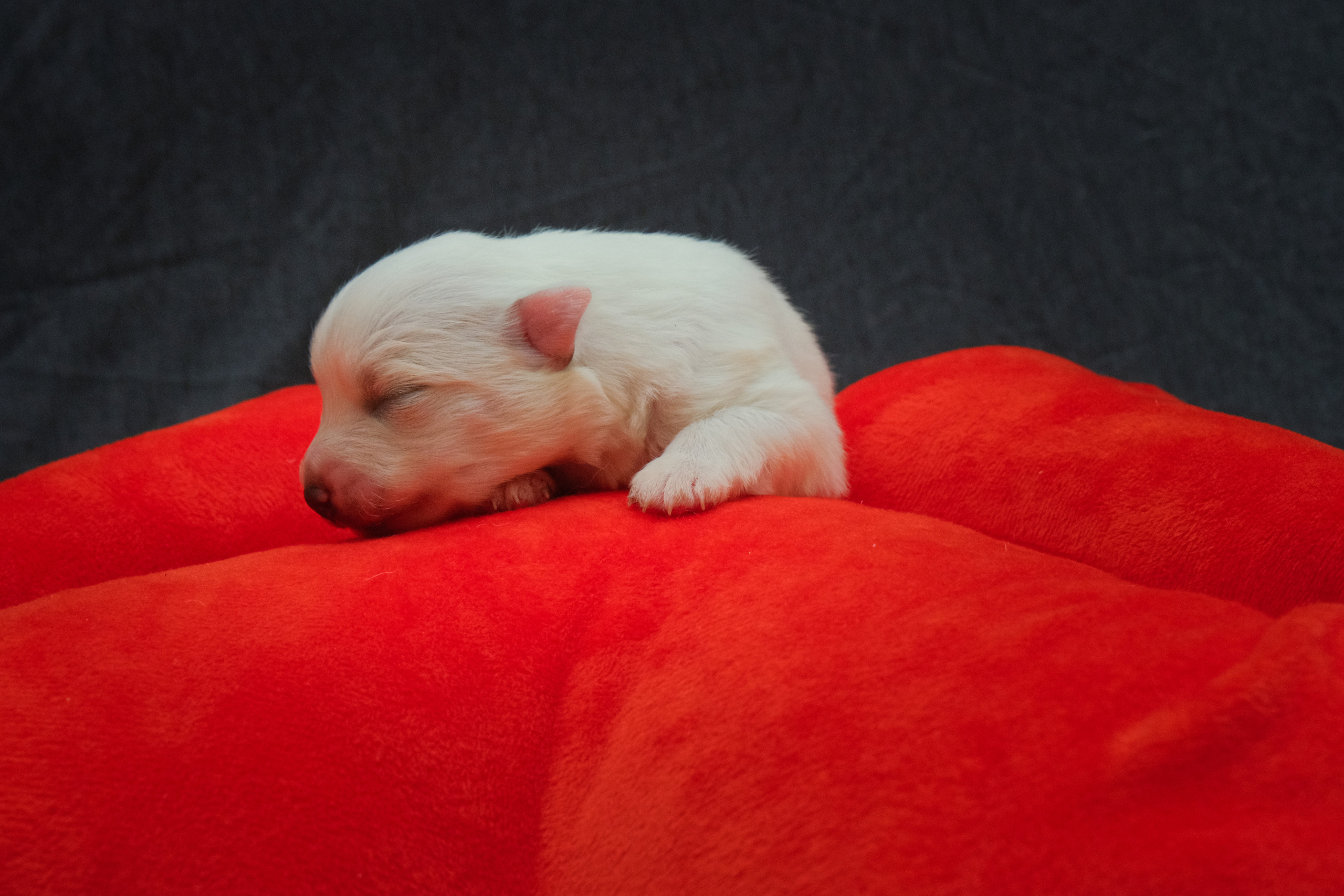 Щенки. Портретный и семейный фотограф в Перми Лена Лоза. Портрет для бизнеса