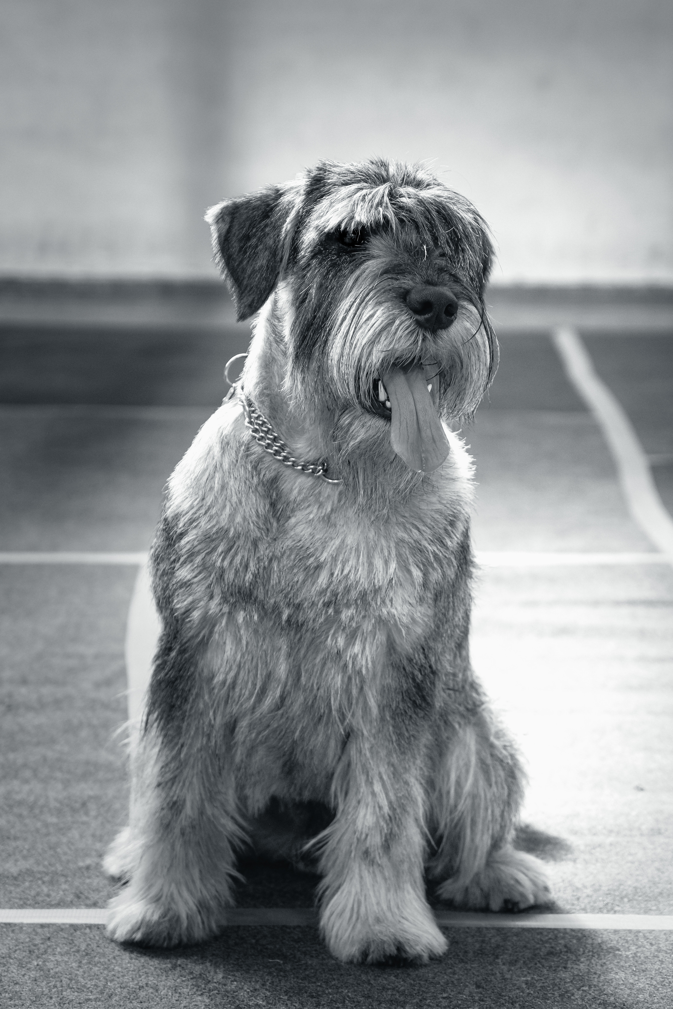 Портреты животных. Портретный и семейный фотограф в Перми Лена Лоза. Портрет для бизнеса