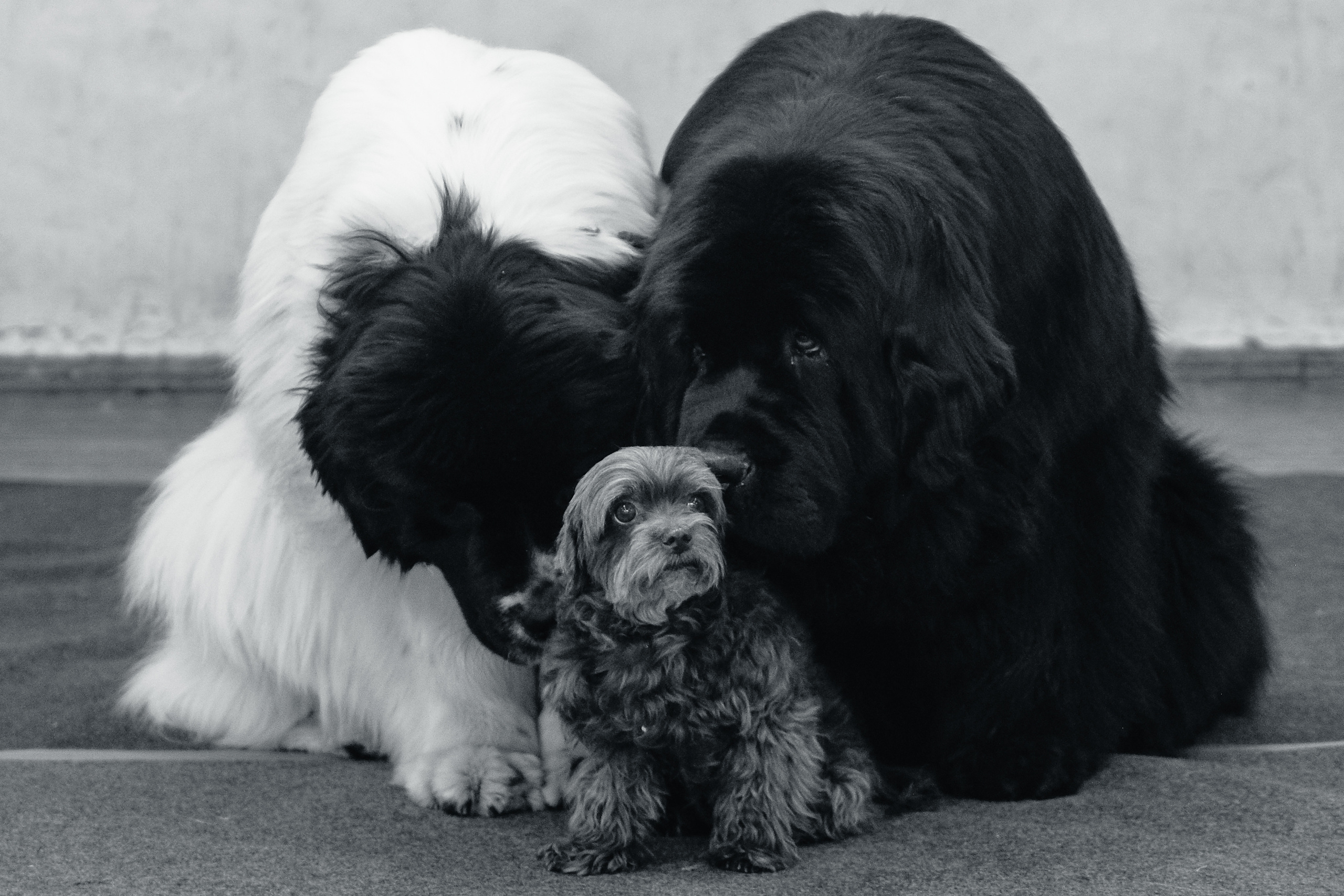 Портреты животных. Портретный и семейный фотограф в Перми Лена Лоза. Портрет для бизнеса
