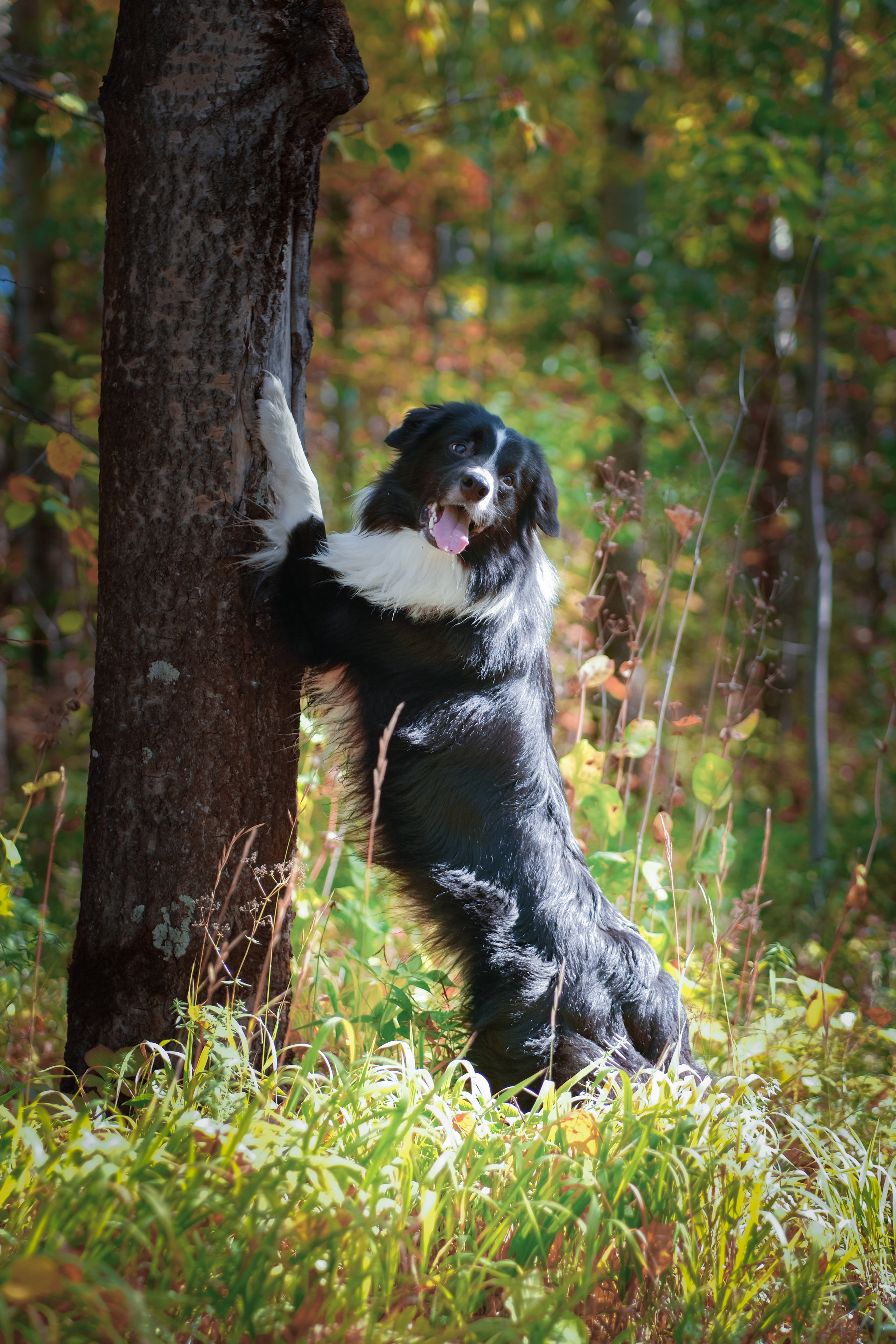 Портреты животных. Портретный и семейный фотограф в Перми Лена Лоза. Портрет для бизнеса