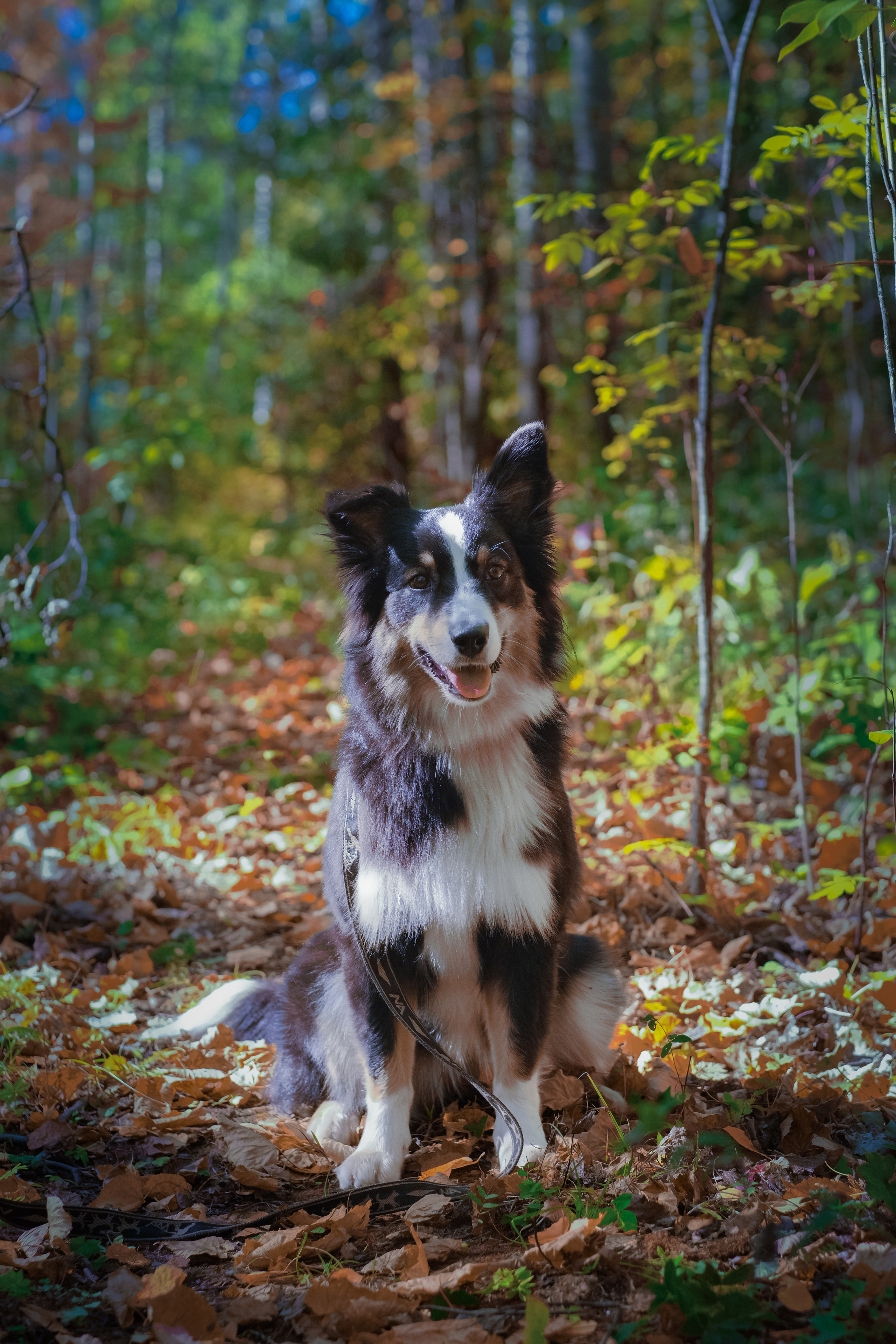 Портреты животных. Портретный и семейный фотограф в Перми Лена Лоза. Портрет для бизнеса