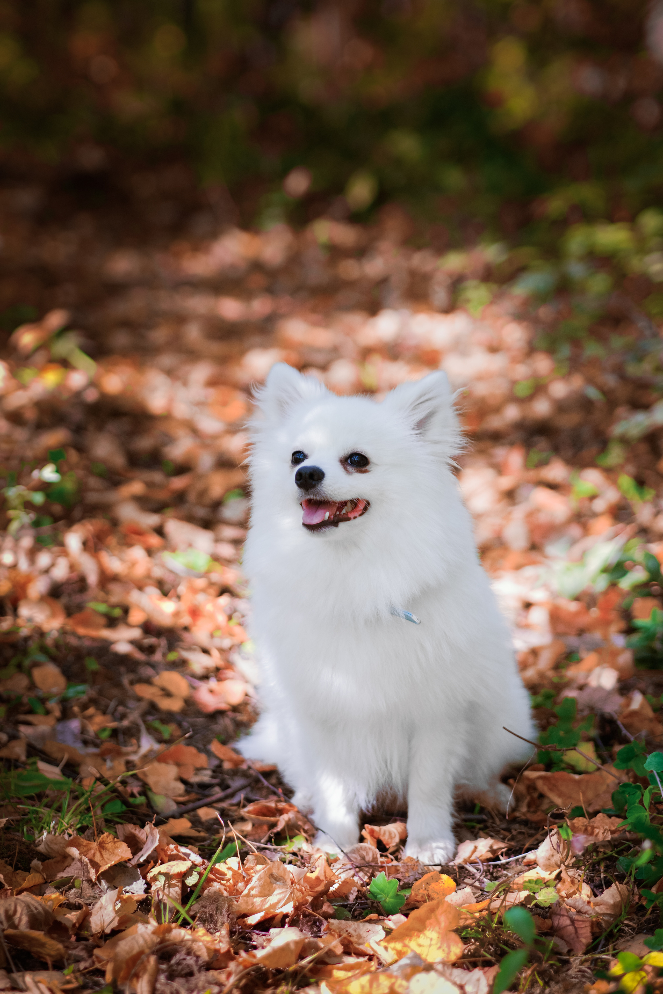 Портреты животных. Портретный и семейный фотограф в Перми Лена Лоза. Портрет для бизнеса