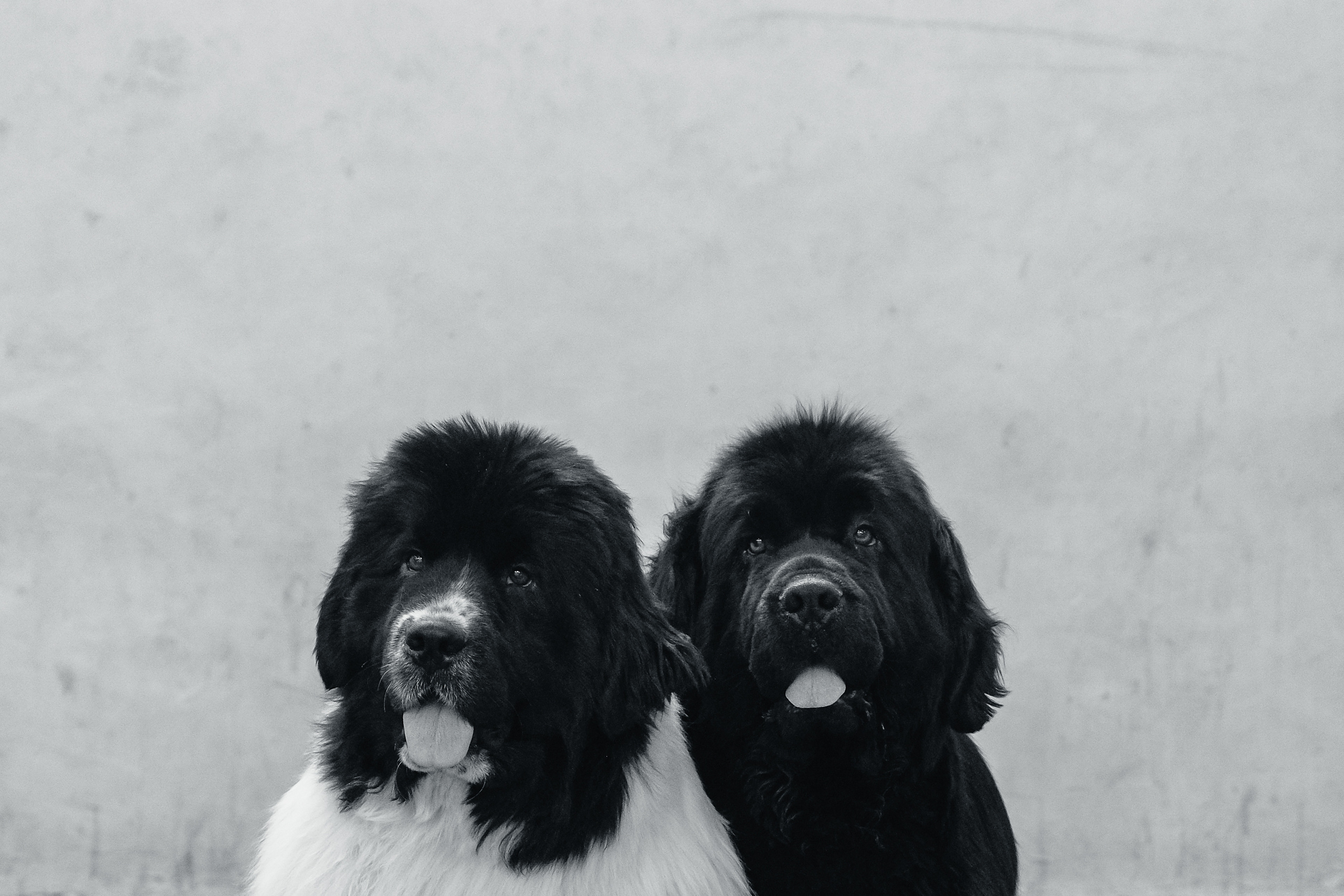 Съемка животных, собак, щенков, фото помета, портрет питомцев. Портретный и семейный фотограф в Перми Лена Лоза. Портрет для бизнеса