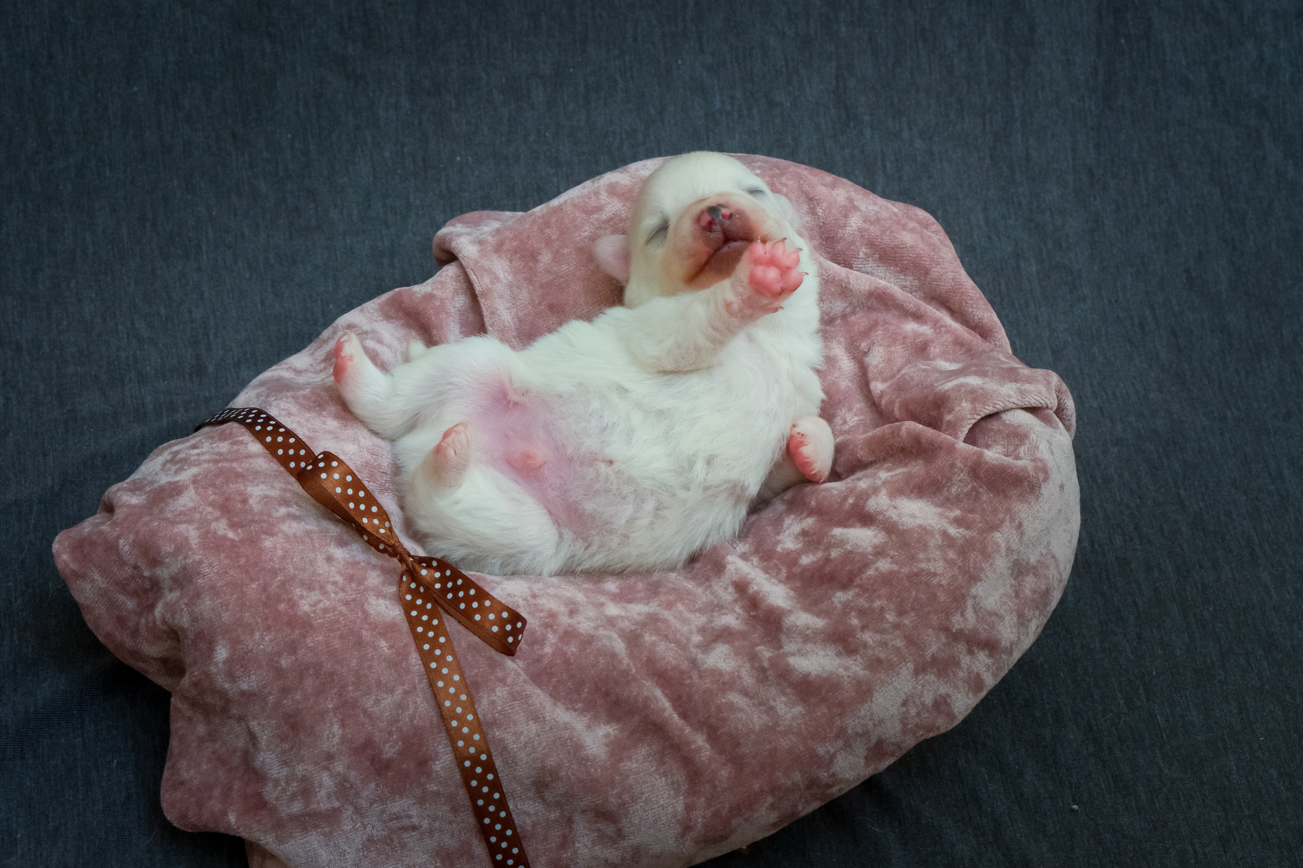 Щенки. Портретный и семейный фотограф в Перми Лена Лоза. Портрет для бизнеса