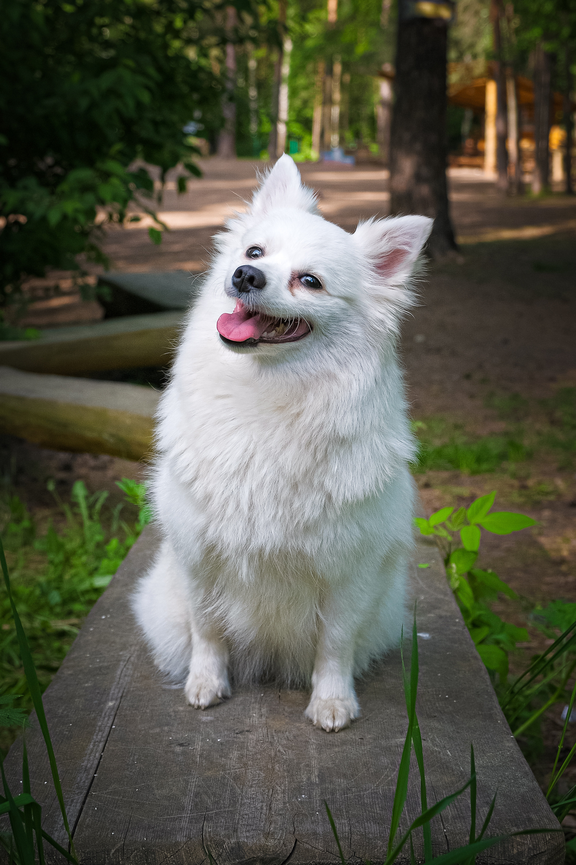 Портреты животных. Портретный и семейный фотограф в Перми Лена Лоза. Портрет для бизнеса