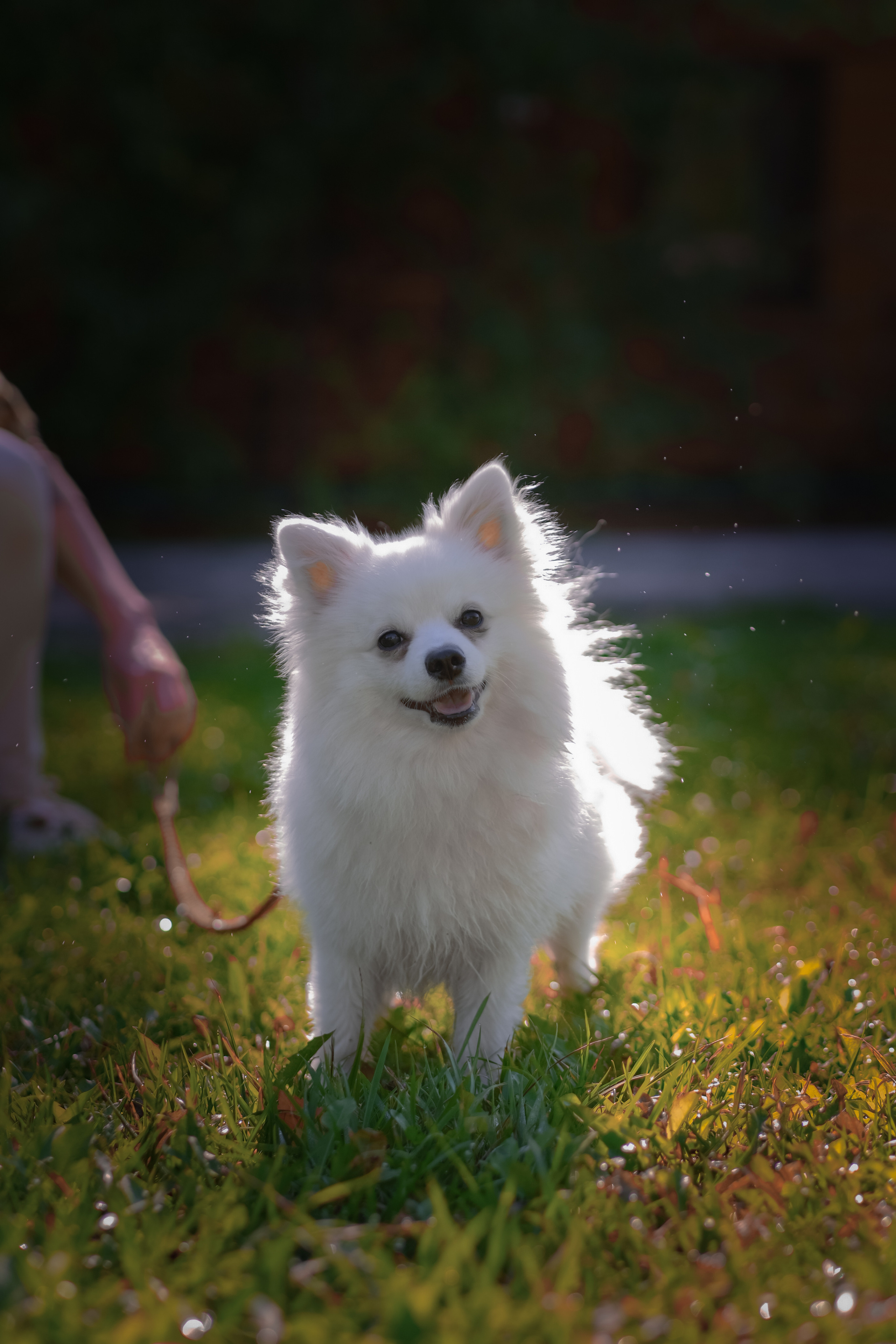 Портреты животных. Портретный и семейный фотограф в Перми Лена Лоза. Портрет для бизнеса