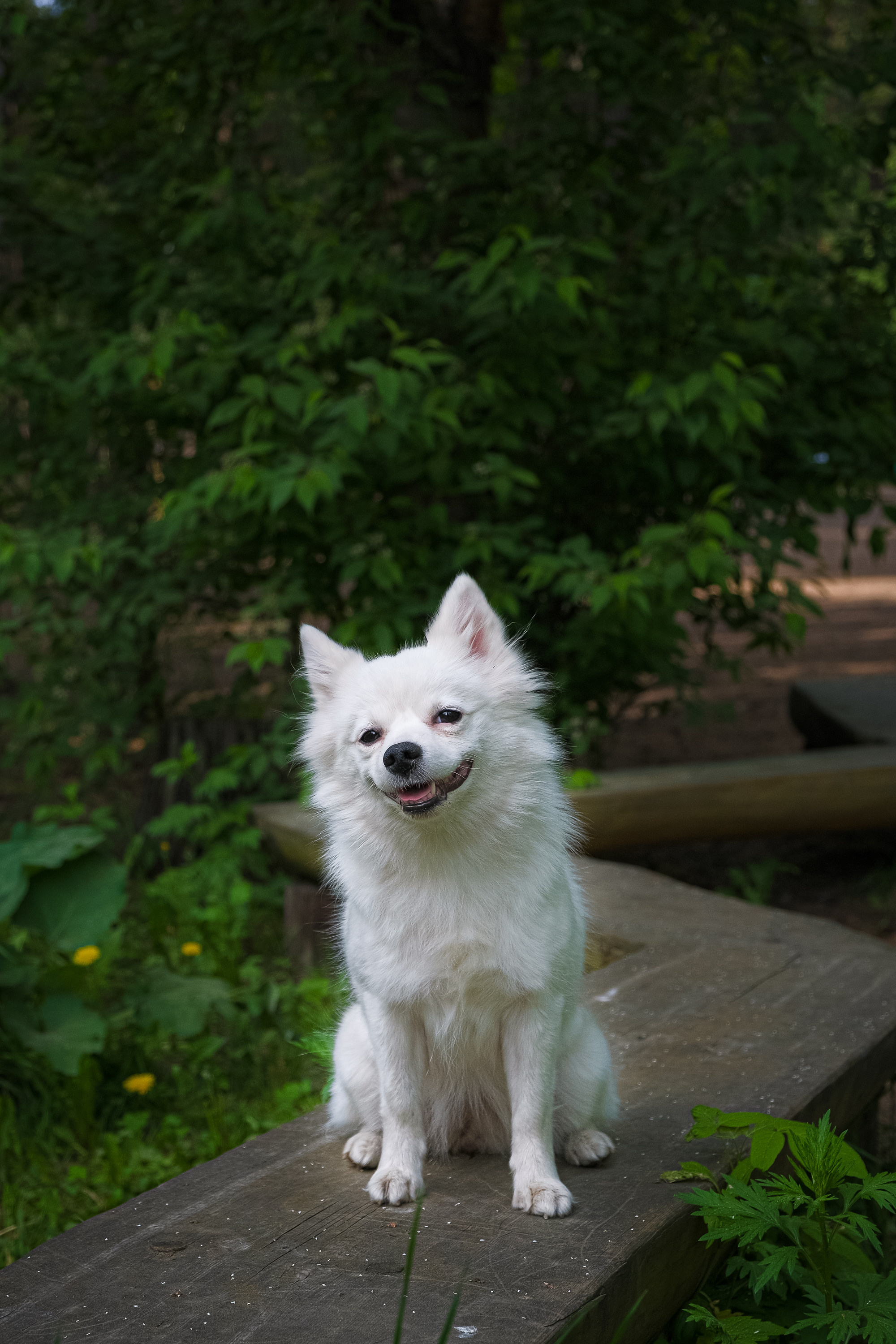 Портреты животных. Портретный и семейный фотограф в Перми Лена Лоза. Портрет для бизнеса
