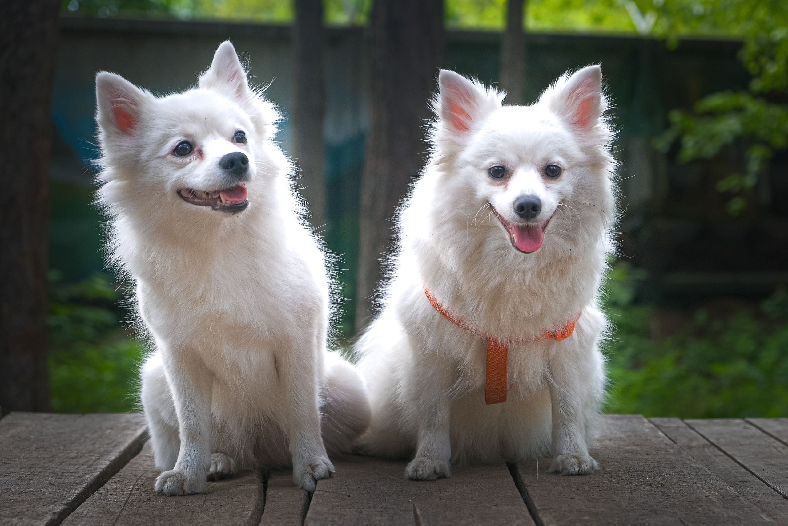 Портреты животных. Портретный и семейный фотограф в Перми Лена Лоза. Портрет для бизнеса