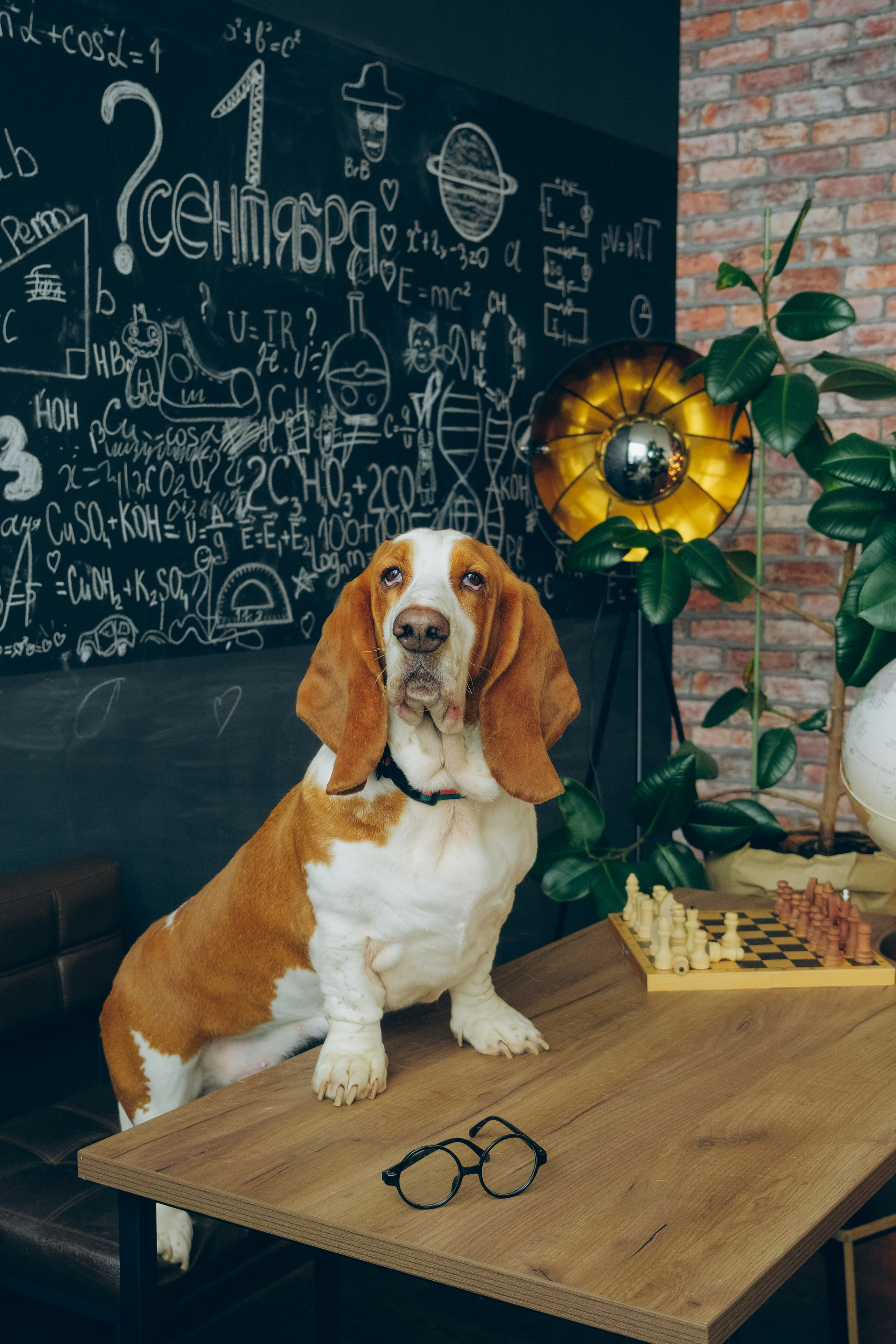 Портреты животных. Портретный и семейный фотограф в Перми Лена Лоза. Портрет для бизнеса