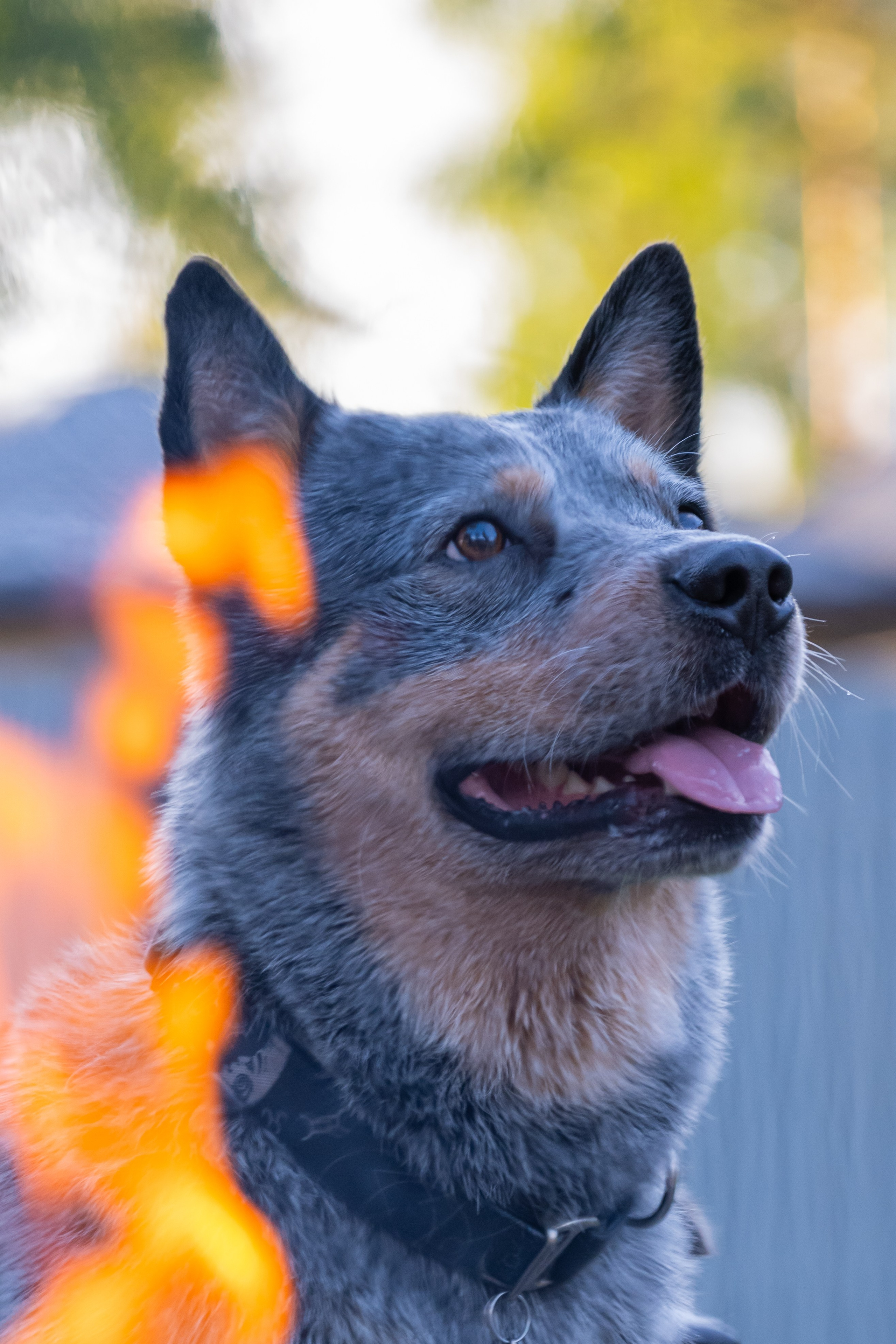 Портреты питомцев. Фотограф в Санкт-Петербурге Александра Ладыгина