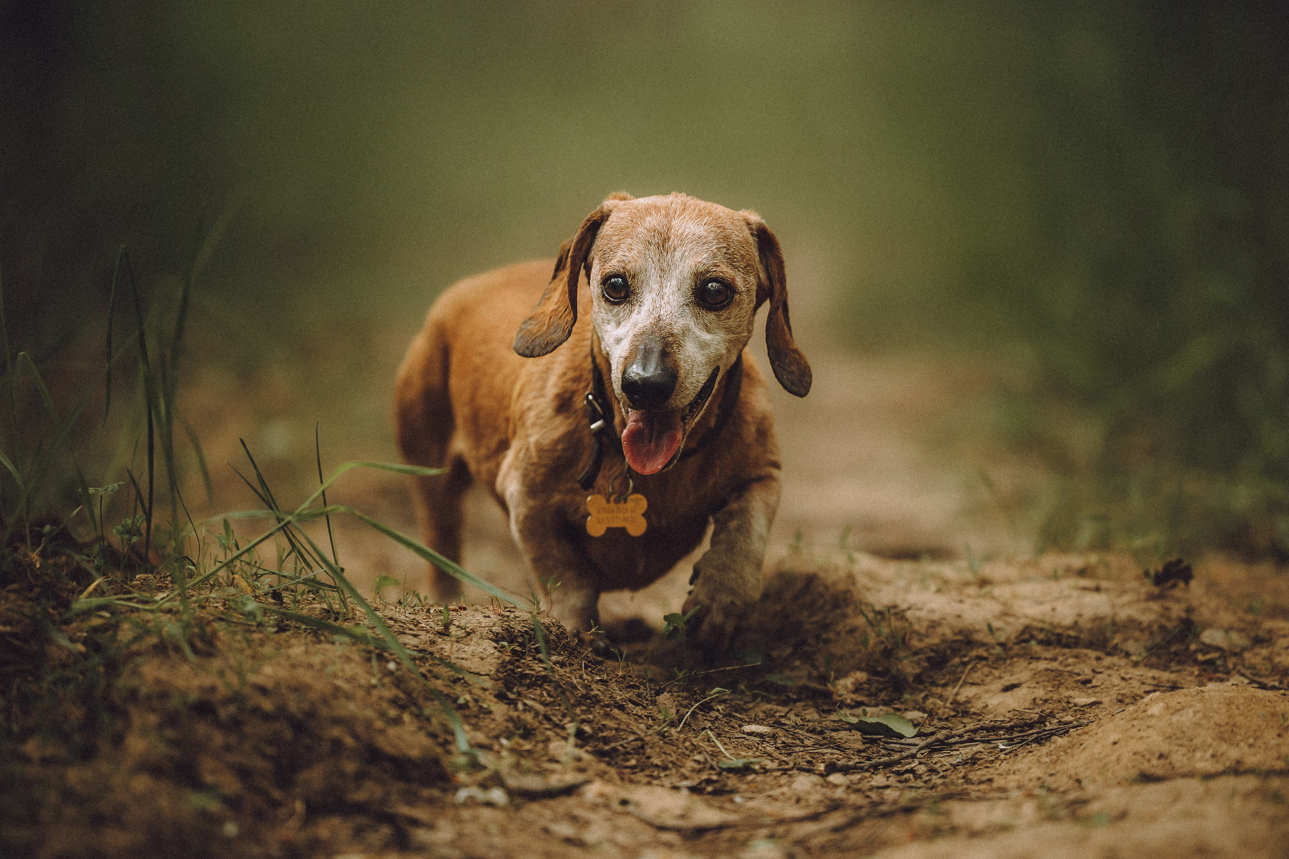 Груша, Данни, Фунтик и их семья