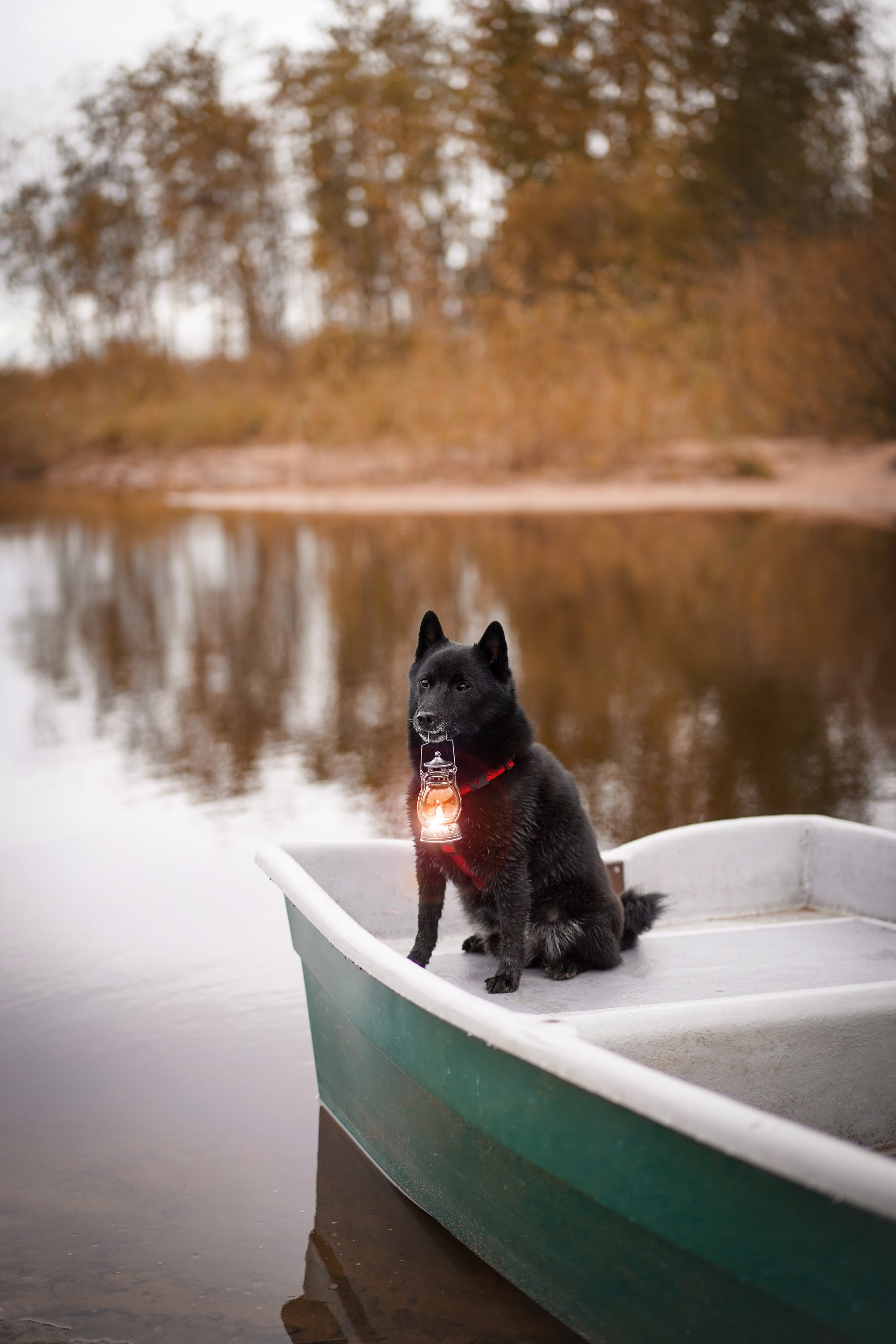 Аня Мишель Арчи и Майкл. Фотограф-анималист в Санкт-Петербурге Яна Мартынова