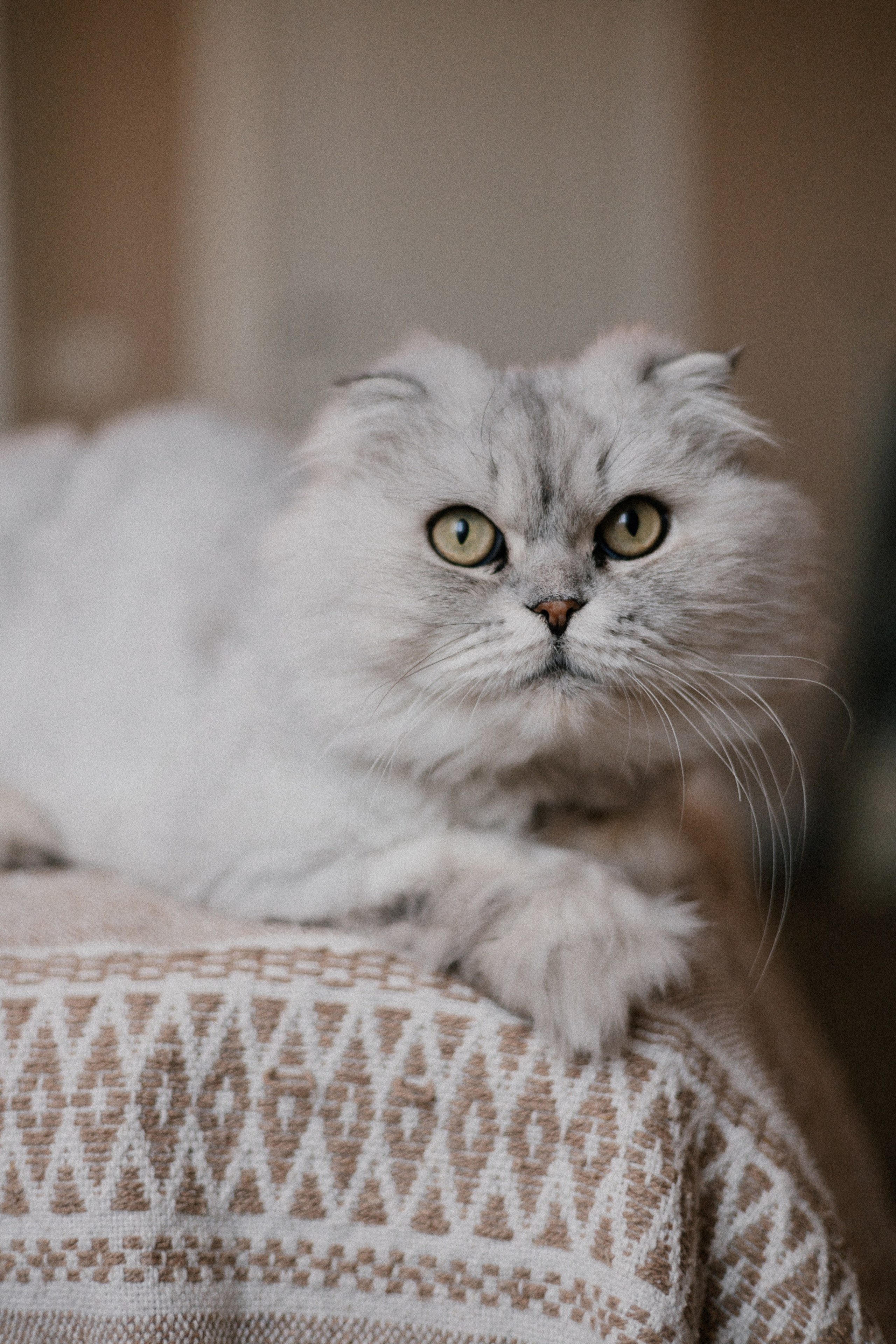 Есения и Виктория. Фотограф в Кемерово Миллер Анна