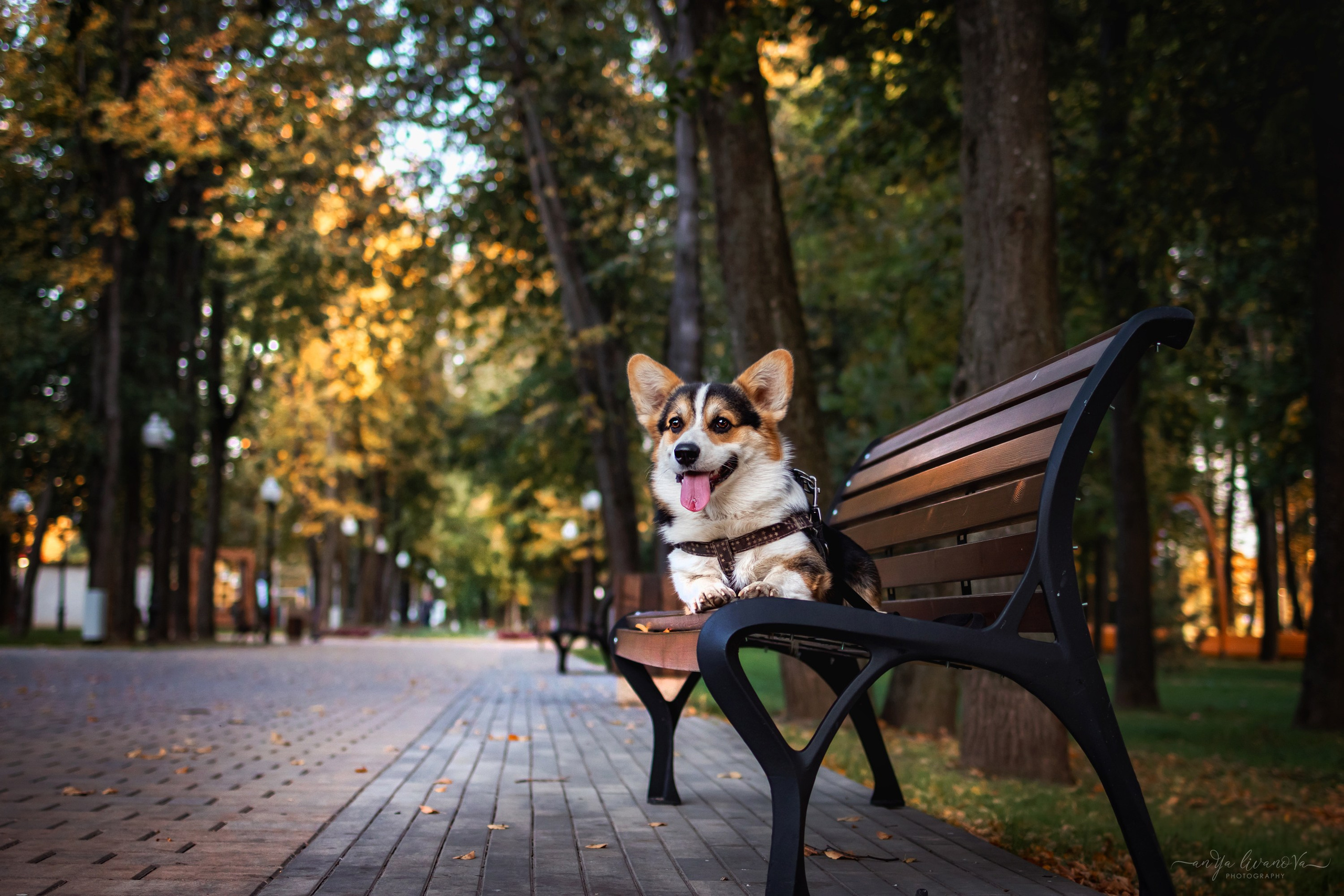 Коржики на Набережной. Фотограф анималист Аня Ливанова | Рыбинск